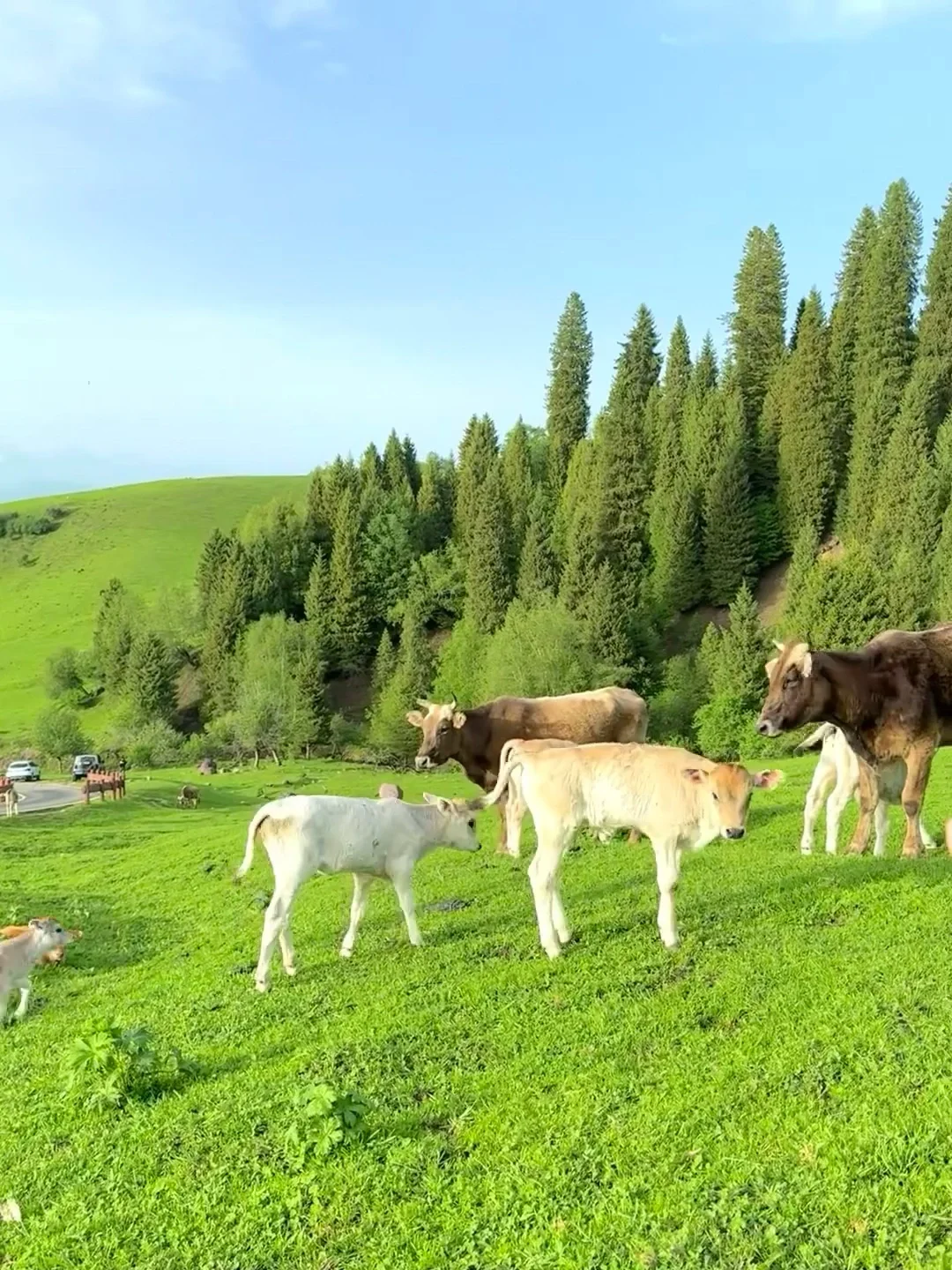 人生建议!一定要在6-7月份去一次新疆…
