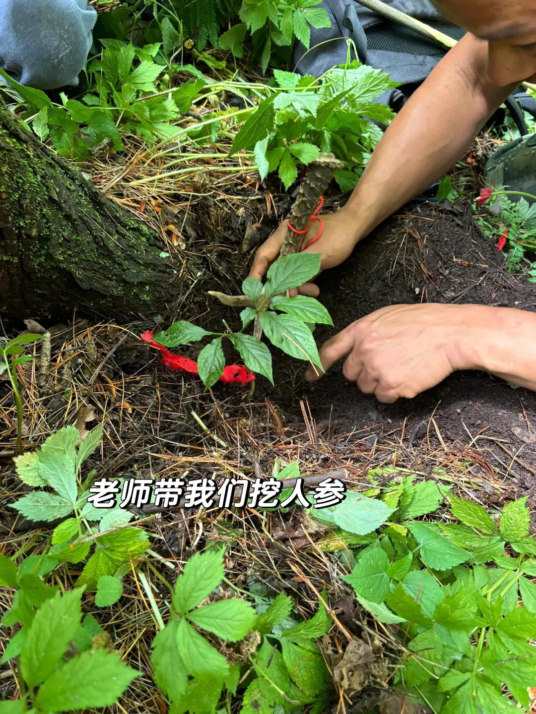 人生建议：6-8月一定要来22℃的长白山避暑💦