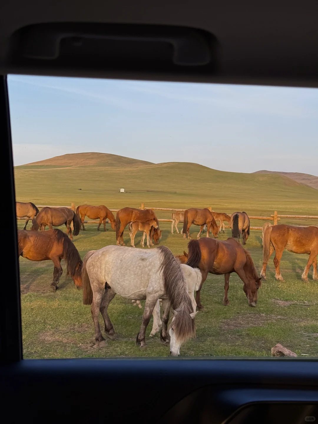 live被草原治愈了，美到让人失语～