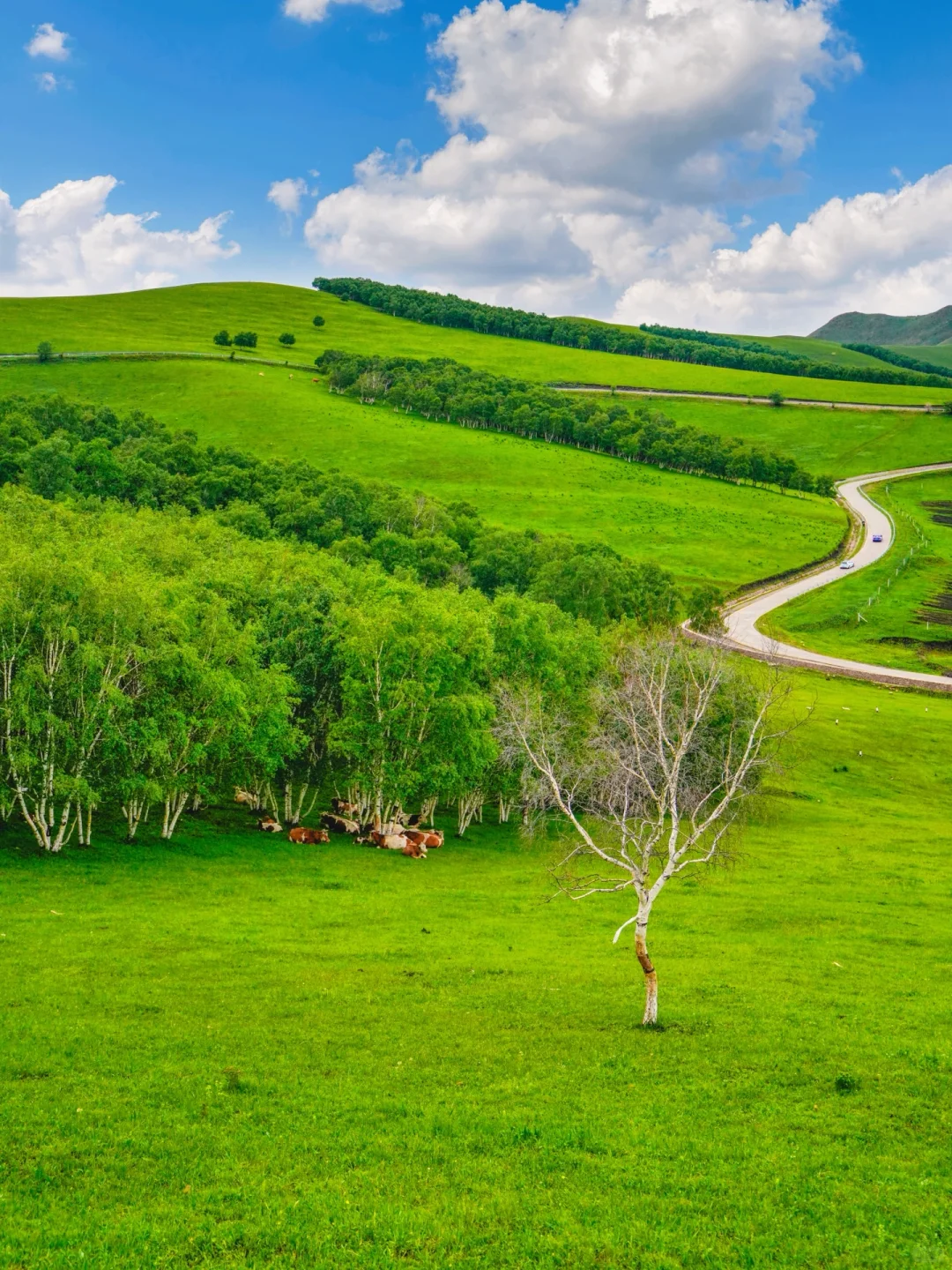 不是呼伦贝尔！是北京🚗3h可达的小众秘境🍃
