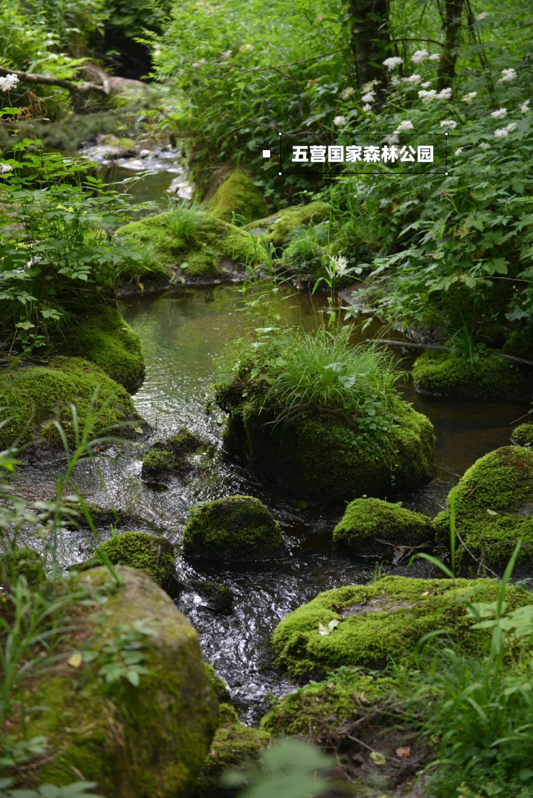 炎炎夏日，在20℃的伊春避暑🍃
