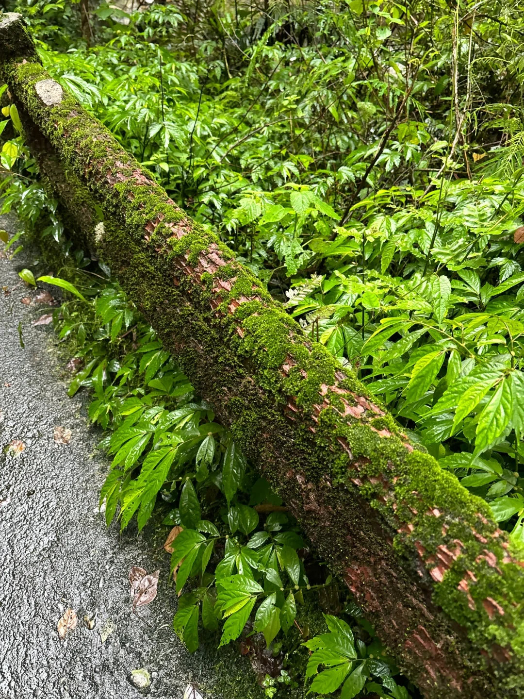 不是贵州❗️在广东，被严重低估的神秘峡谷