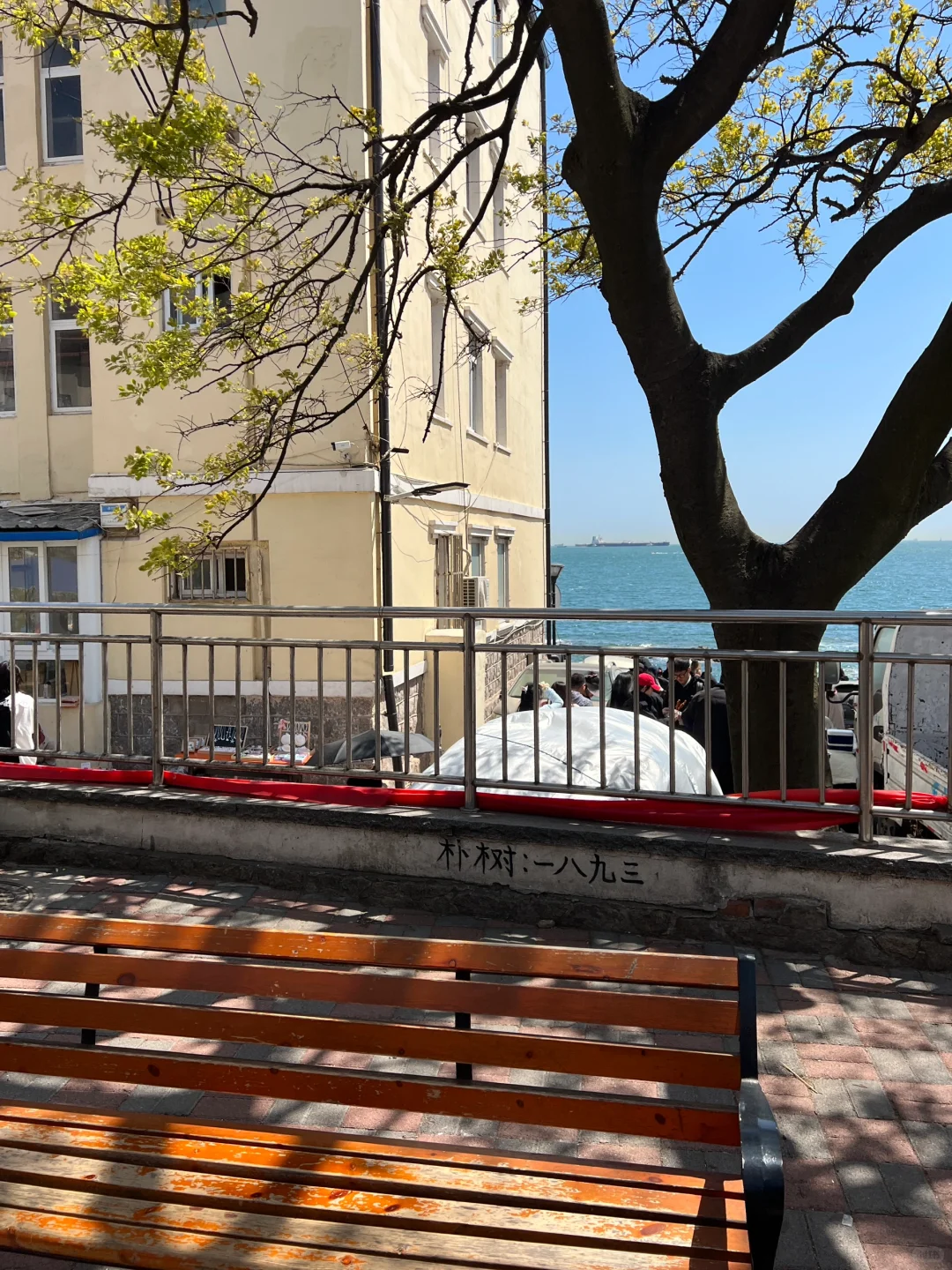 推荐！青岛免费景点琴屿路孤独的树/空景自取