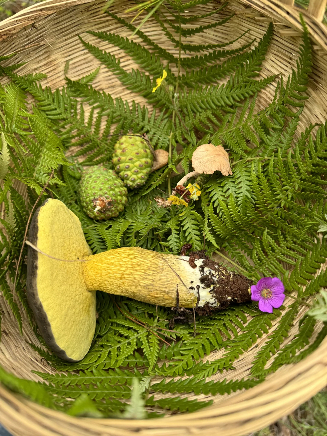 来了好几次云南还是玩不够。