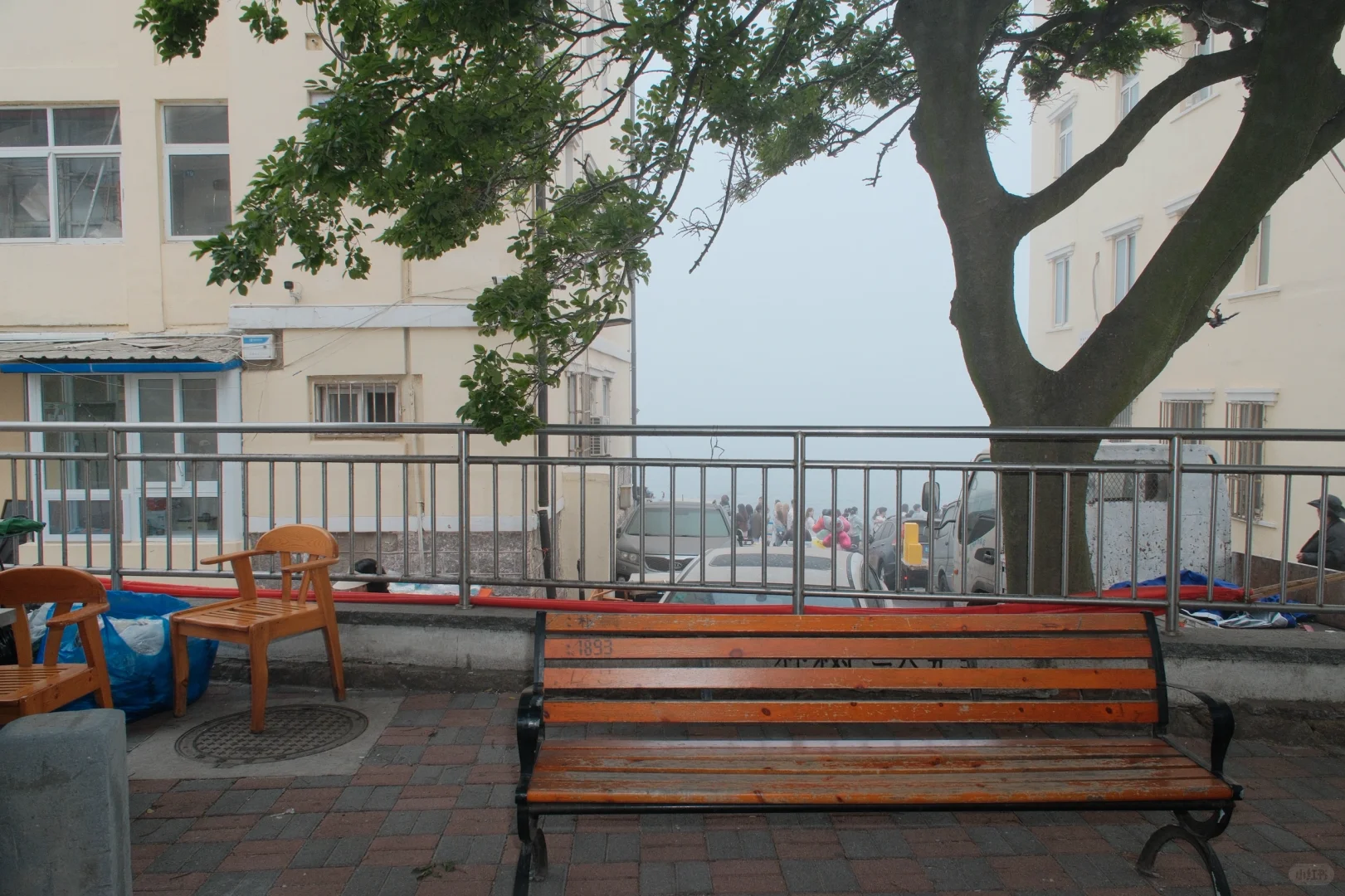 推荐！青岛免费景点琴屿路孤独的树/空景自取