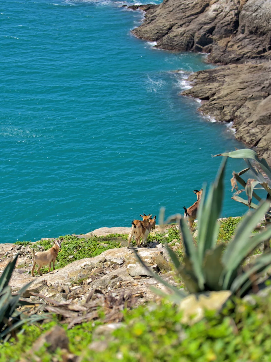 🔥国内再也找不出第二个的小众岛屿‼️