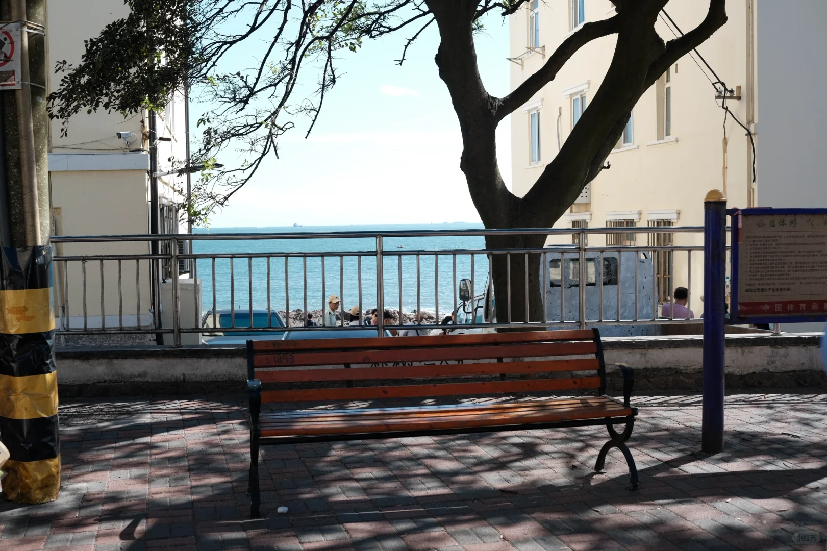 推荐！青岛免费景点琴屿路孤独的树/空景自取