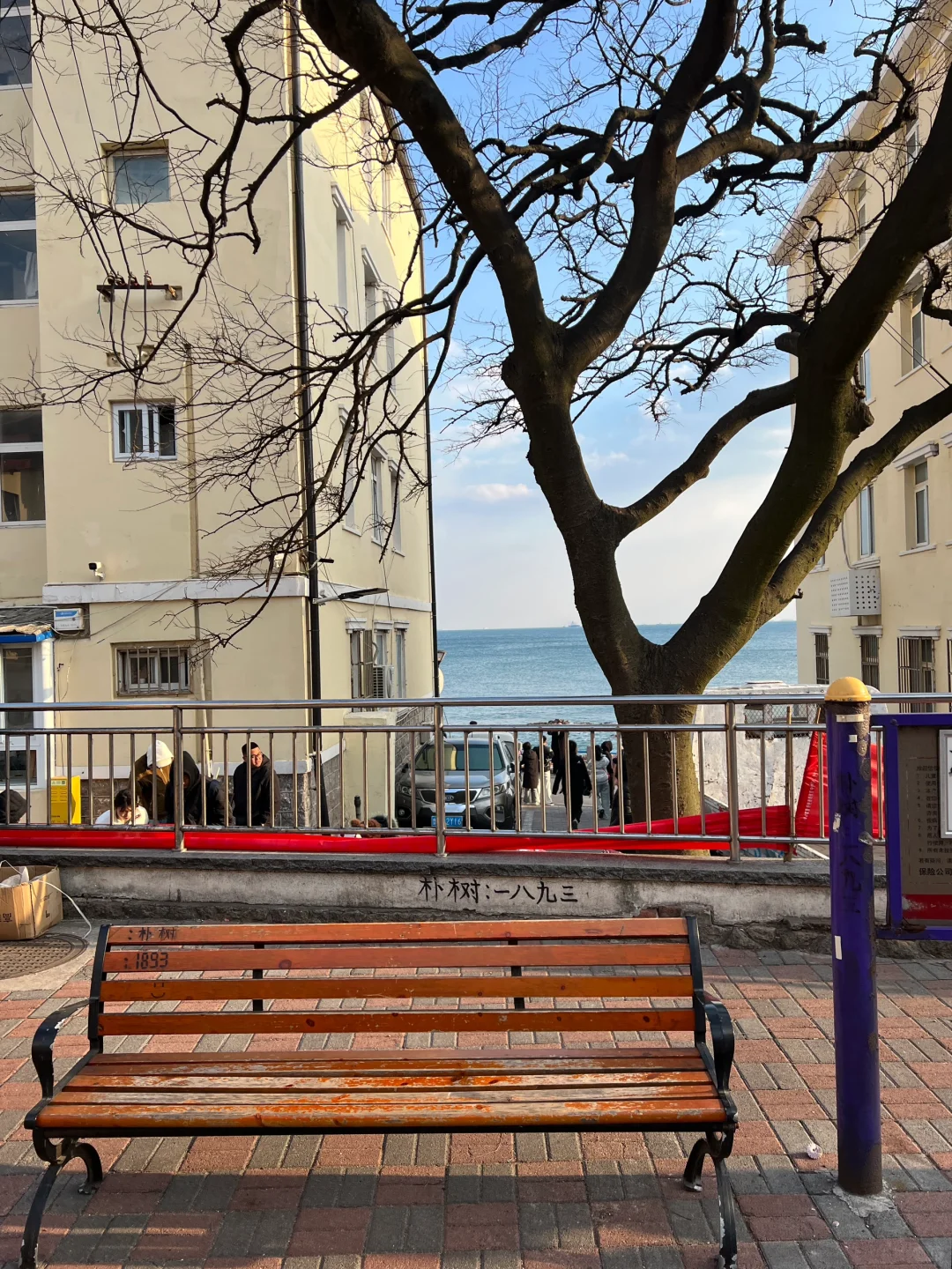 推荐！青岛免费景点琴屿路孤独的树/空景自取