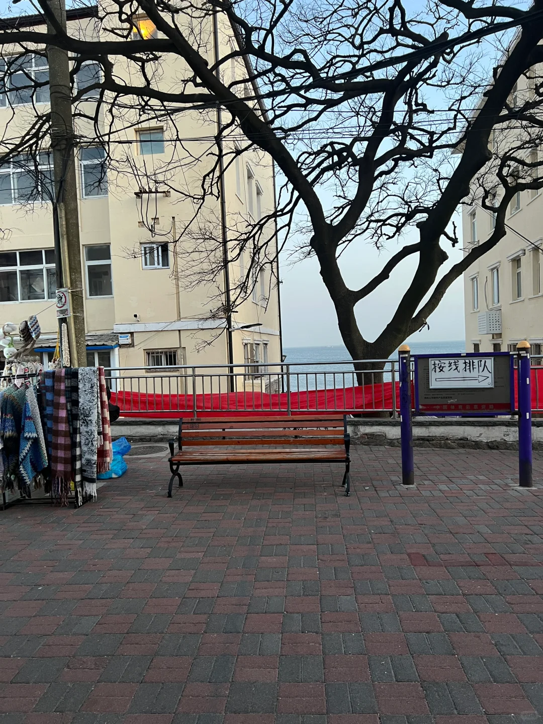 推荐！青岛免费景点琴屿路孤独的树/空景自取