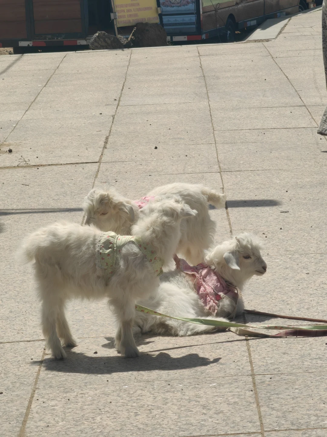 旅游攻略 | 乌兰察布的初夏