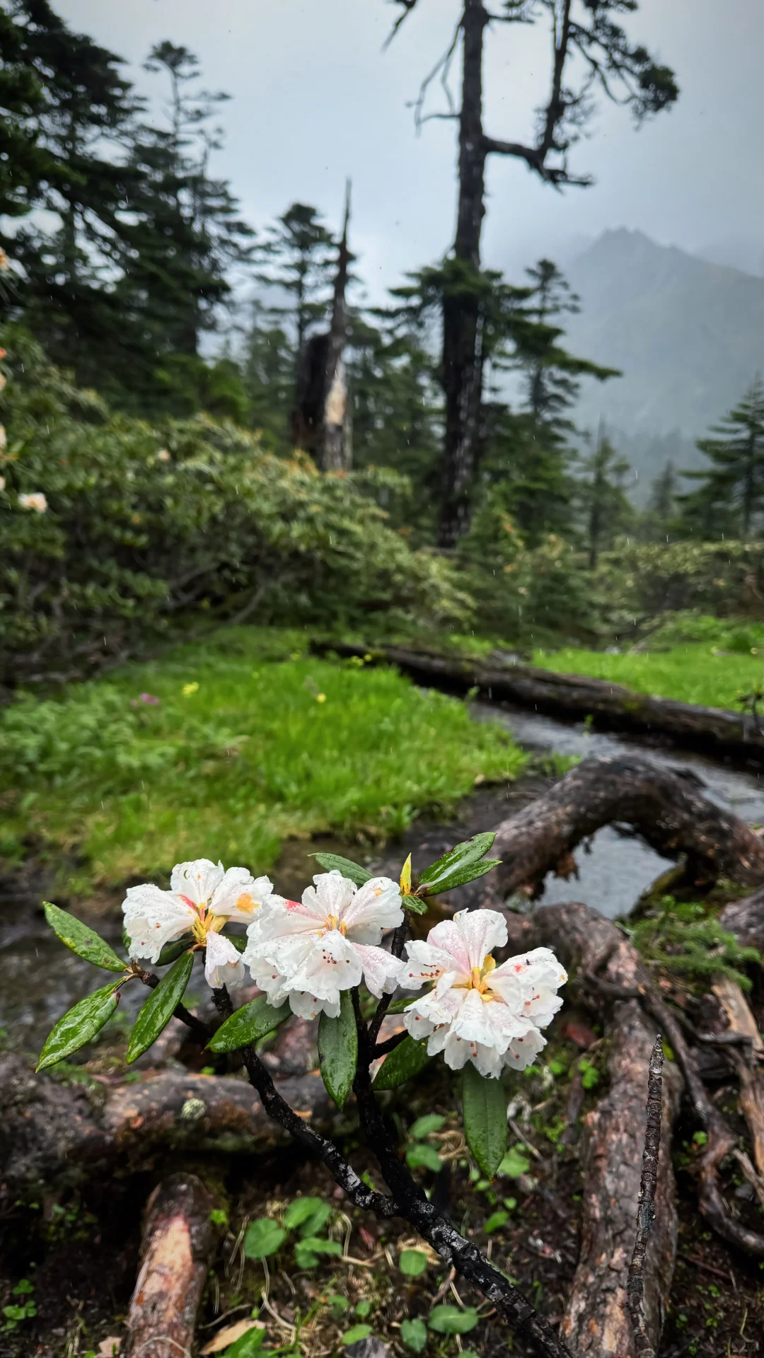 来了好几次云南还是玩不够。