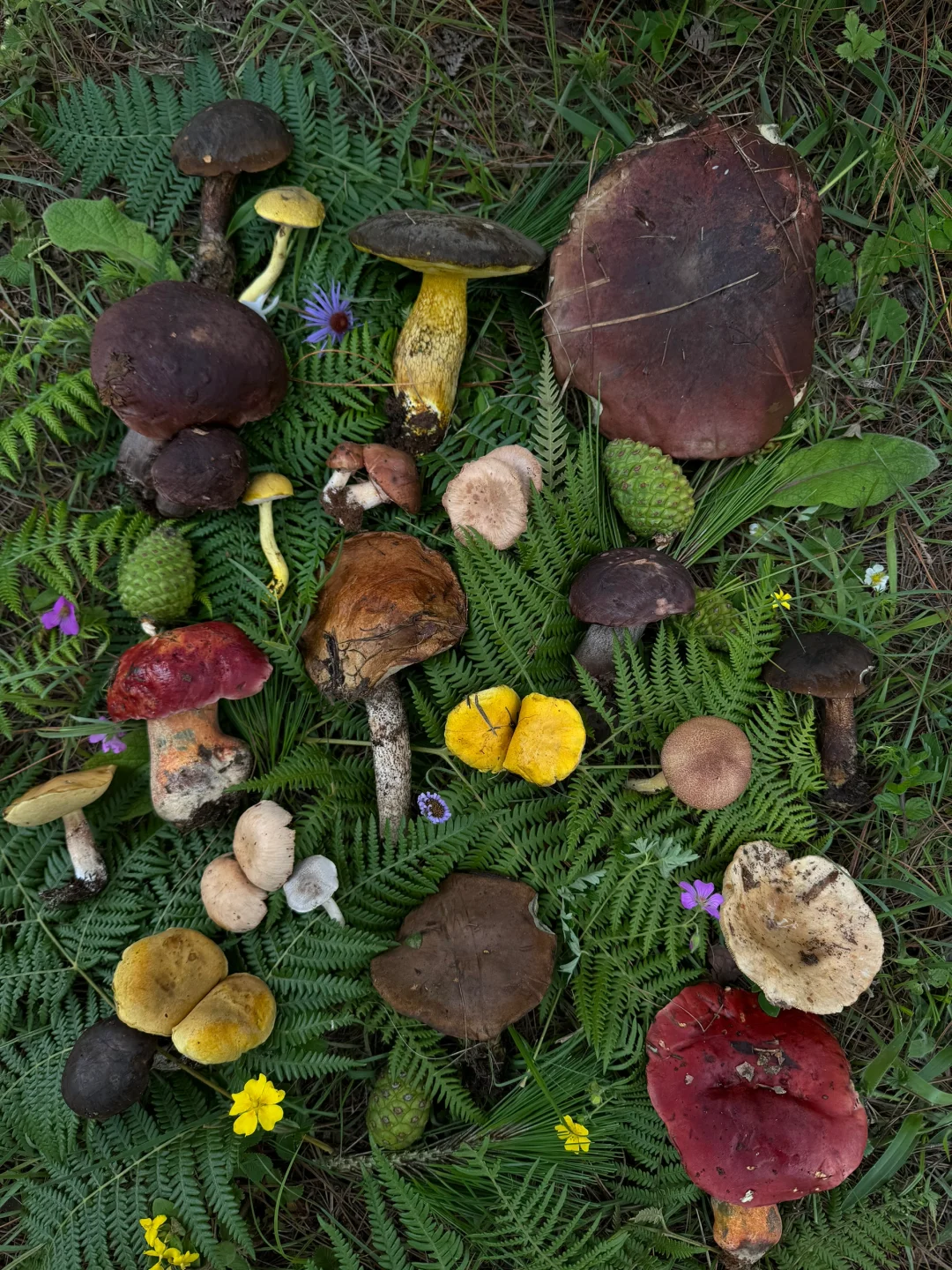 来了好几次云南还是玩不够。