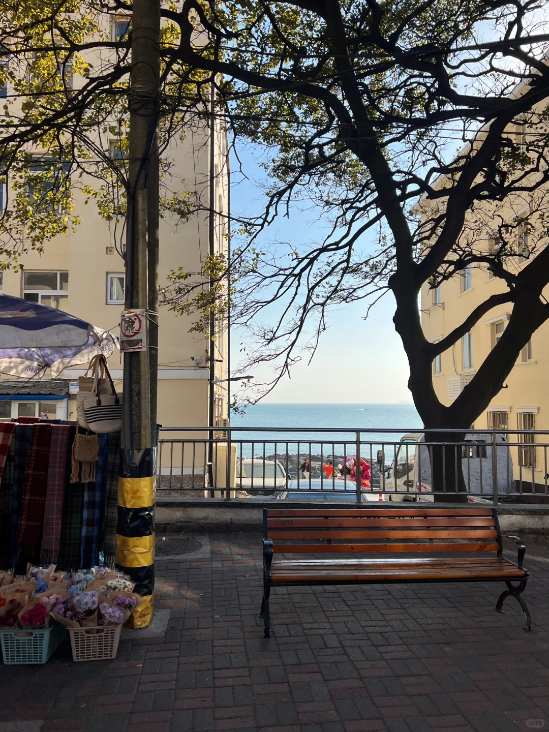 推荐！青岛免费景点琴屿路孤独的树/空景自取