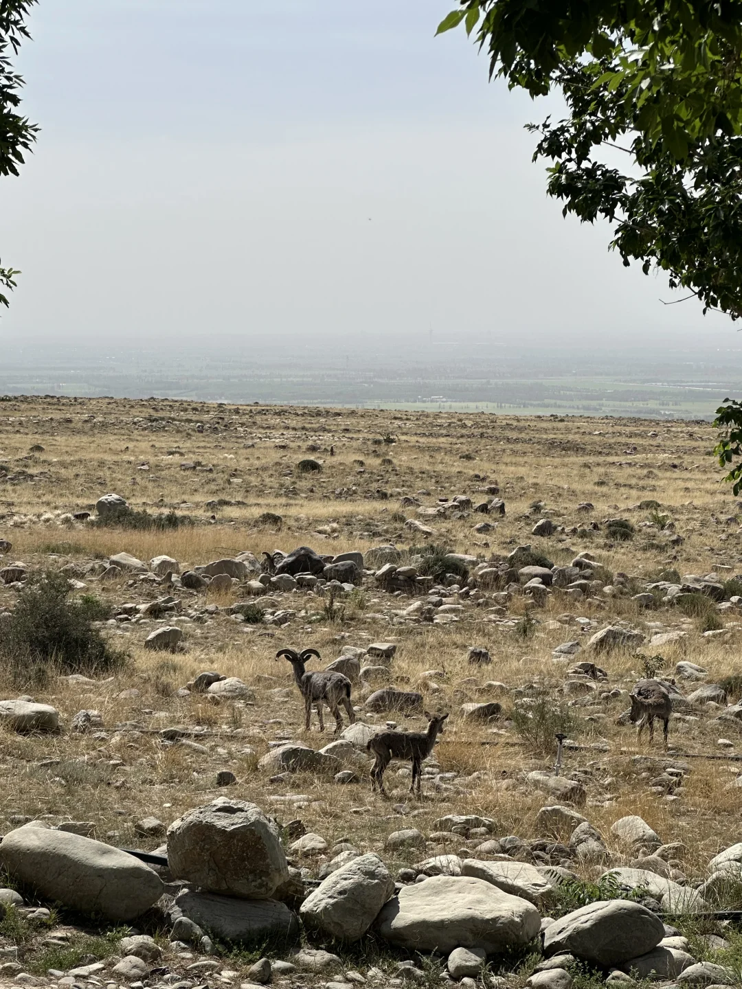银川-阿拉善-乌海|🏜️🌌✨