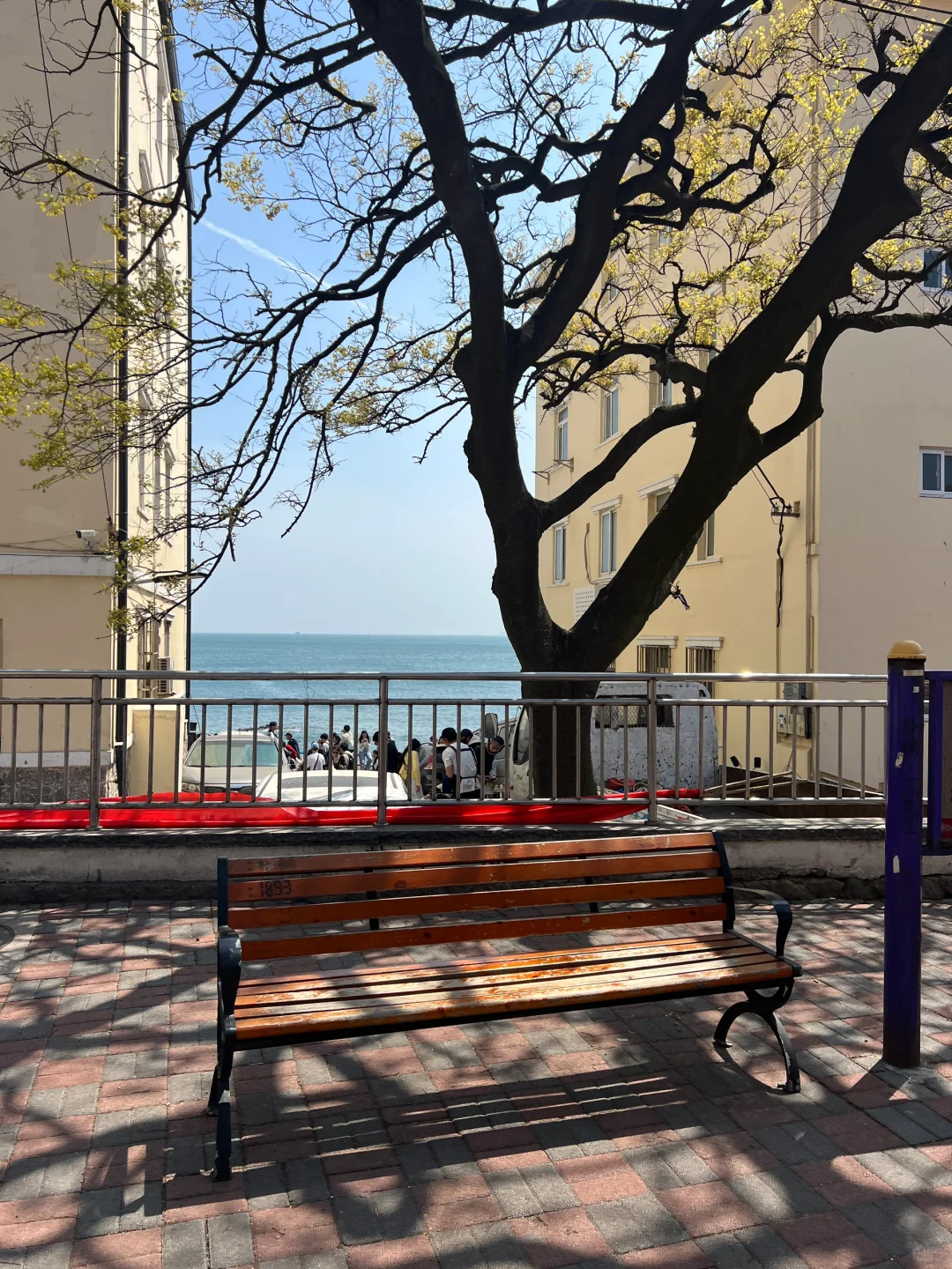 推荐！青岛免费景点琴屿路孤独的树/空景自取