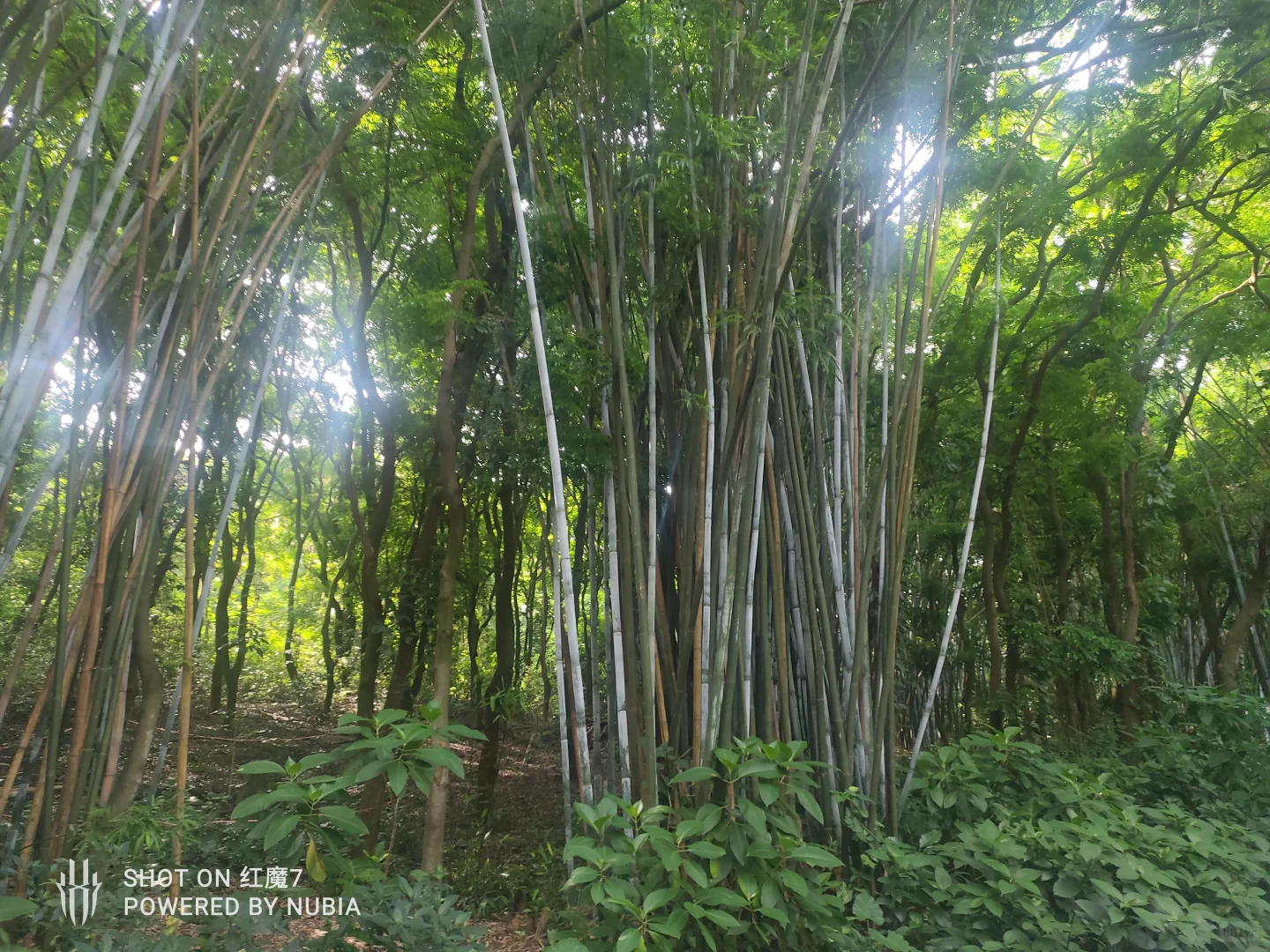 南宁行记（四）