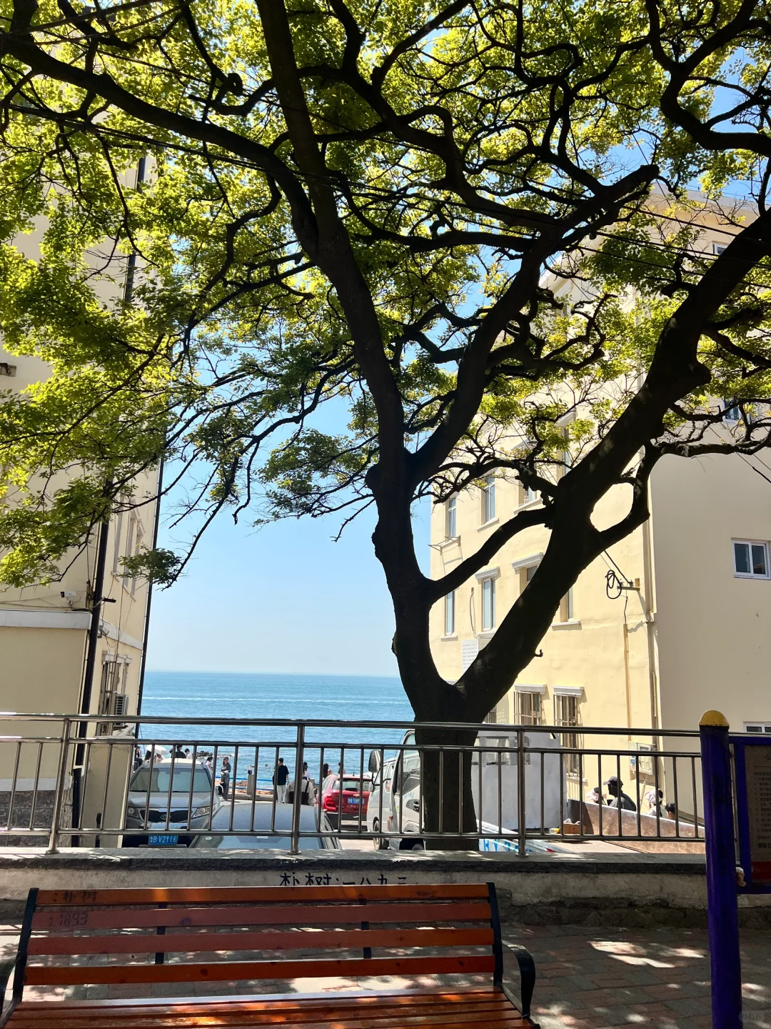 推荐！青岛免费景点琴屿路孤独的树/空景自取