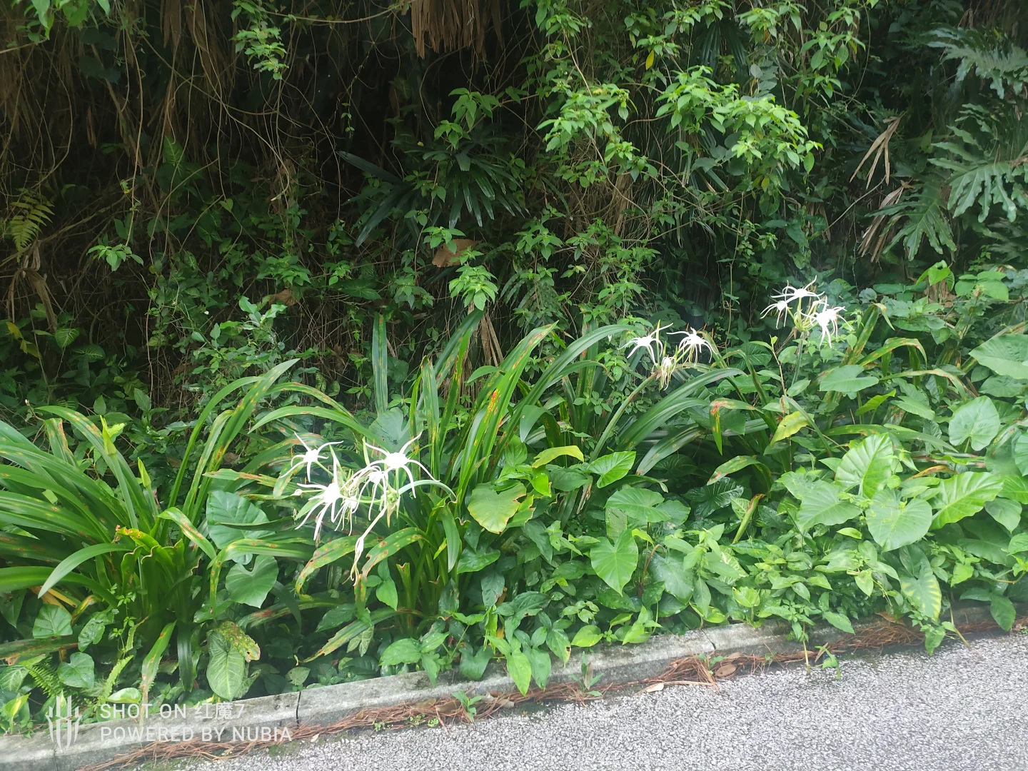 南宁行记（四）