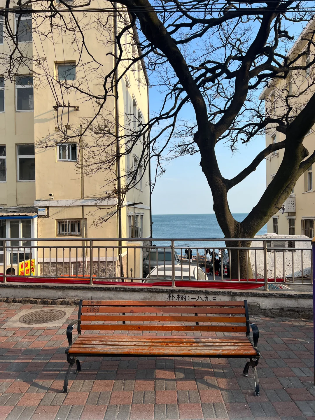 推荐！青岛免费景点琴屿路孤独的树/空景自取