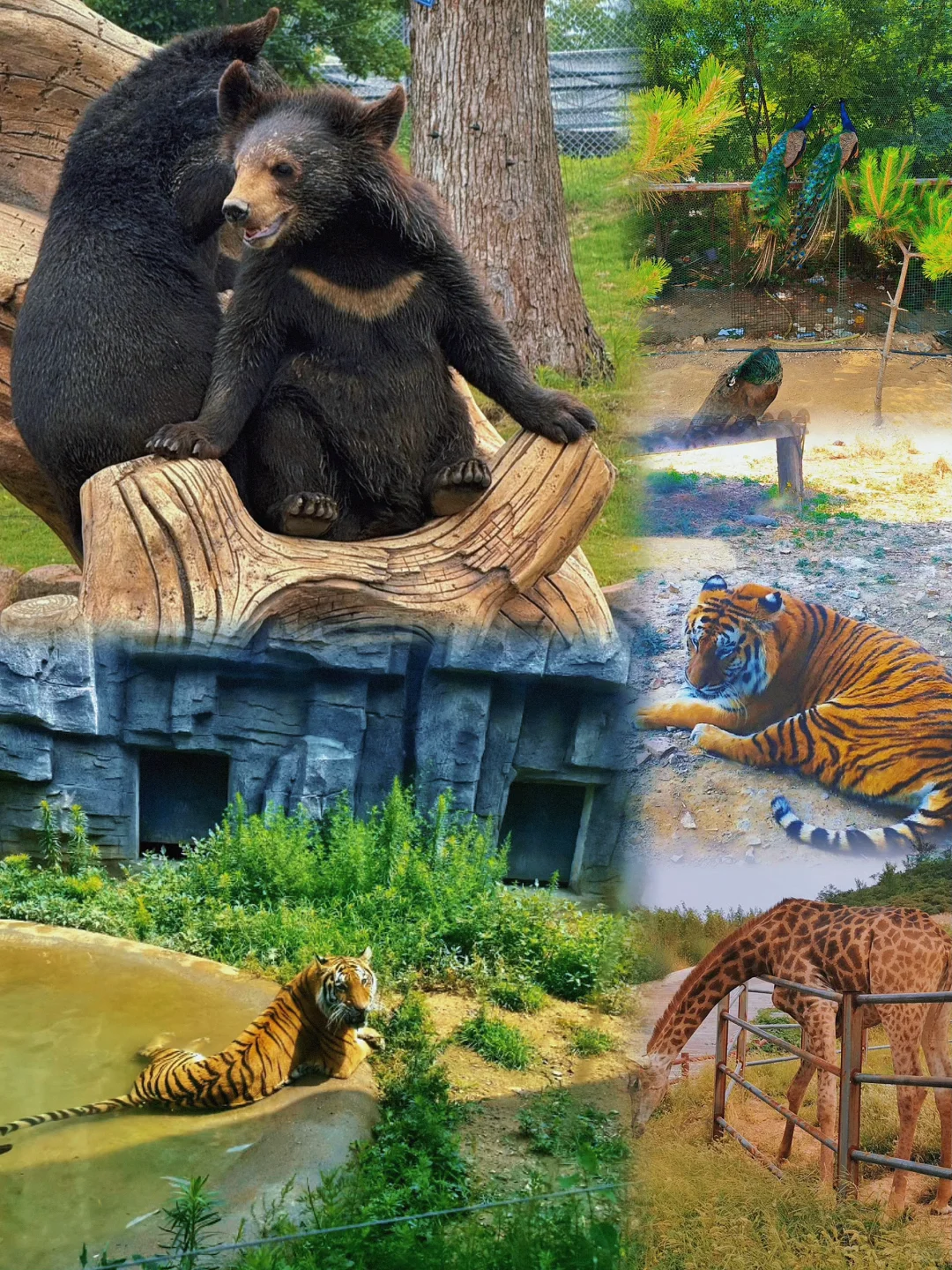 河北•邯郸｜亲子三日游攻略美好回忆✨