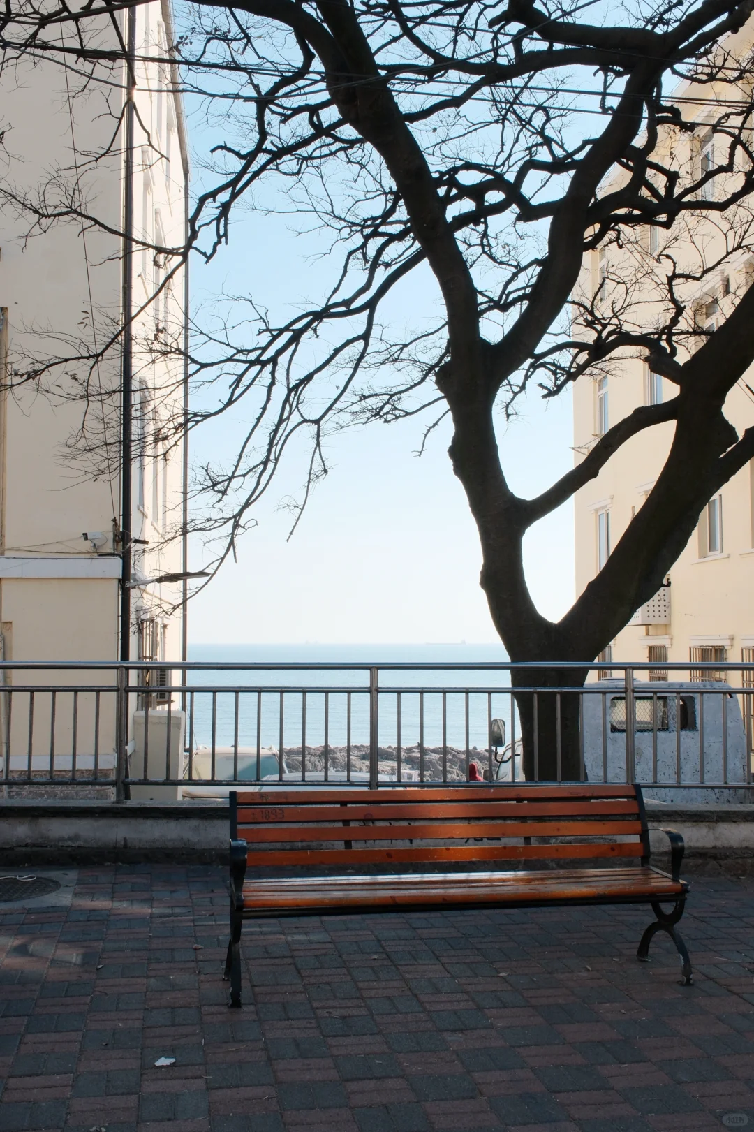 推荐！青岛免费景点琴屿路孤独的树/空景自取
