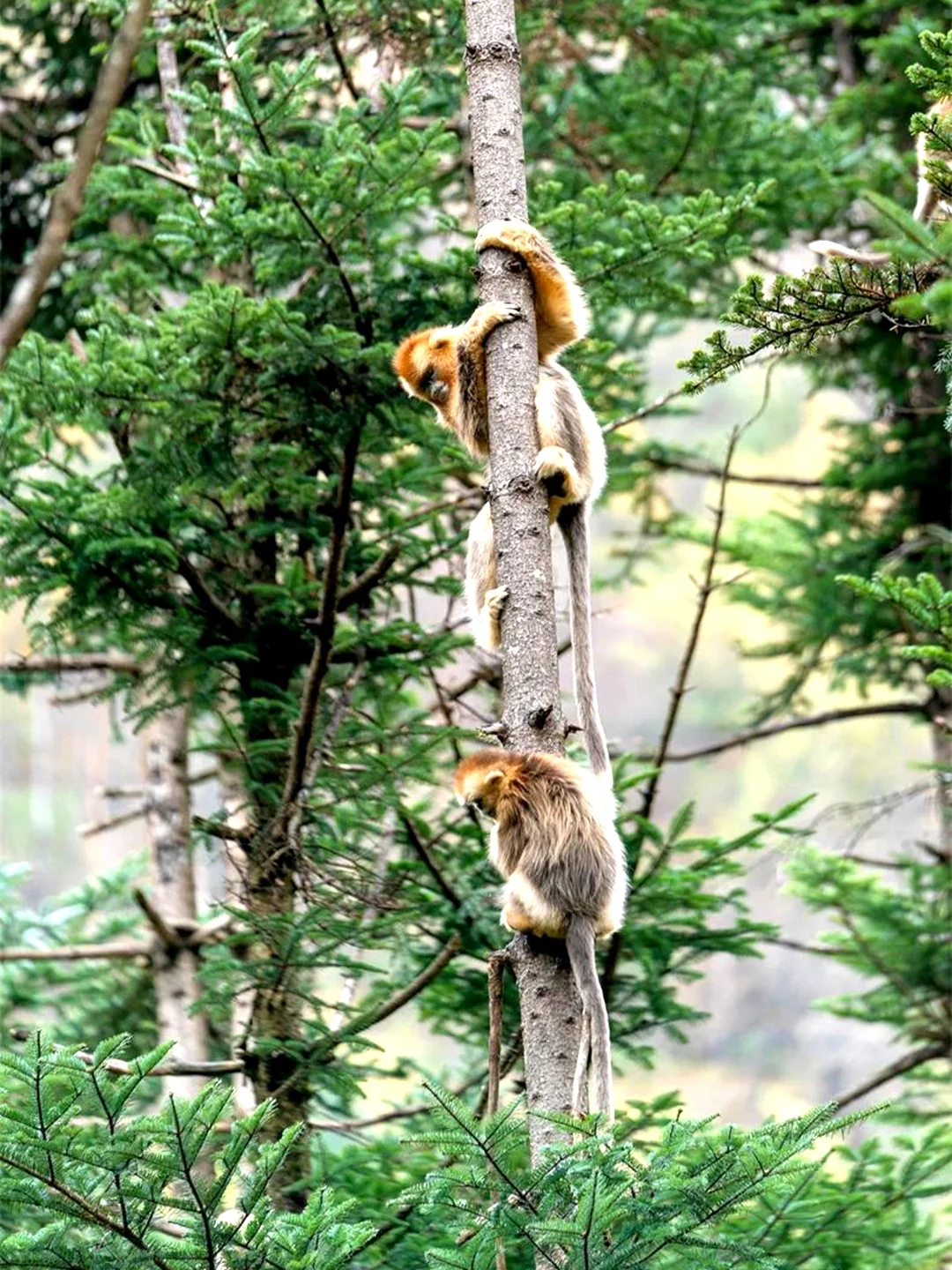 你敢信？国内8大避暑圣地让你冷到发抖！