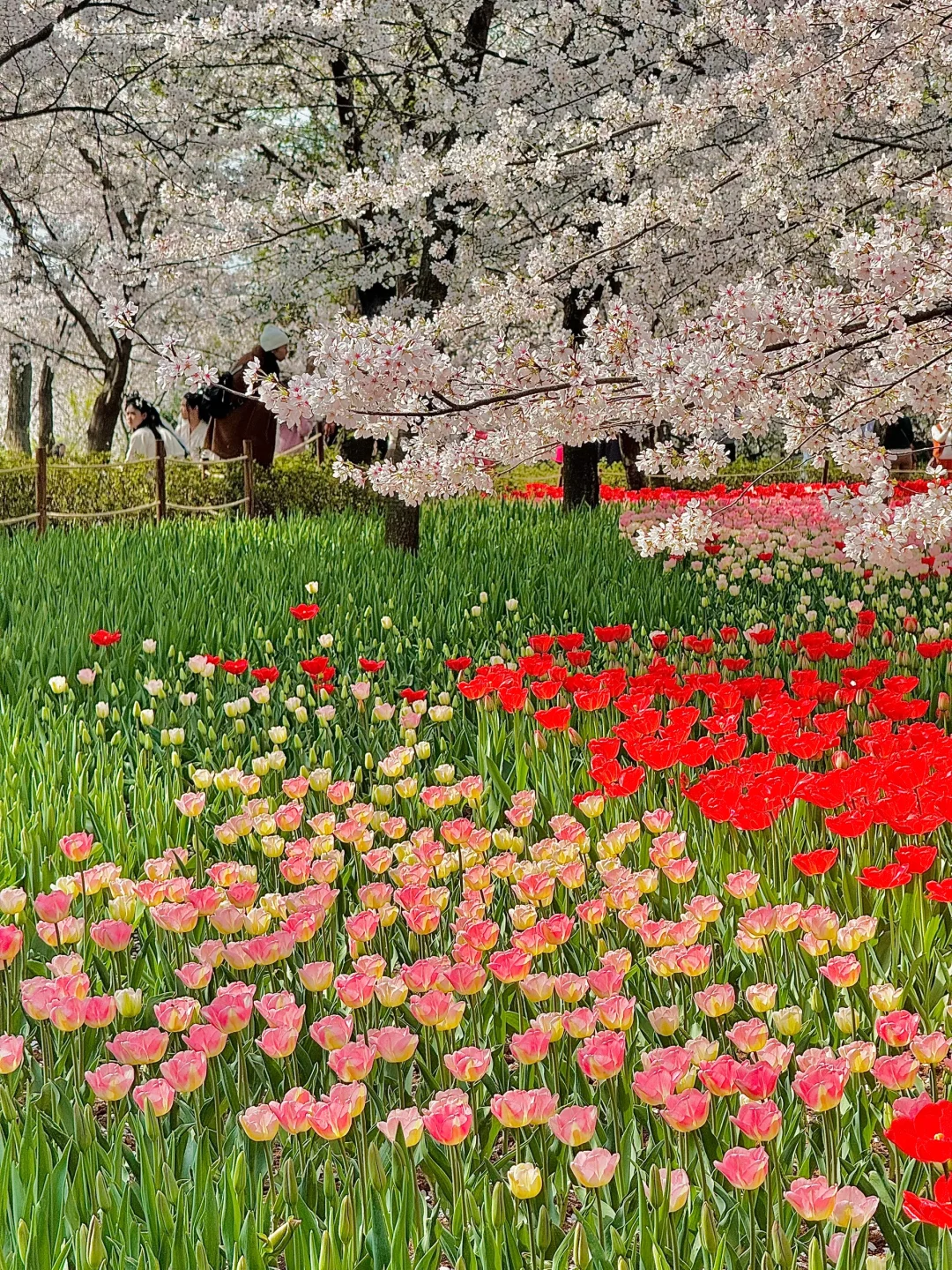 2024记忆存档｜我的年度封神live瞬间🎞️