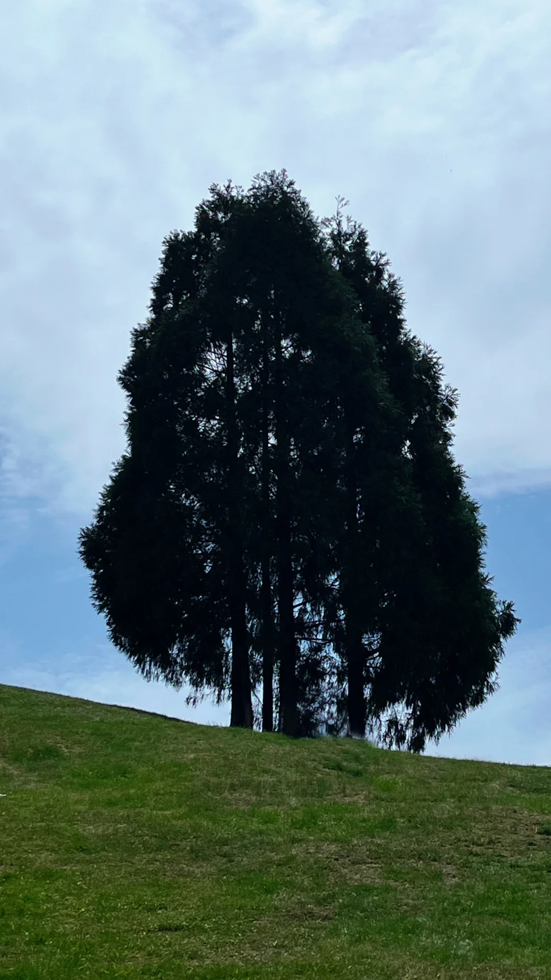 这么晒也要来吧