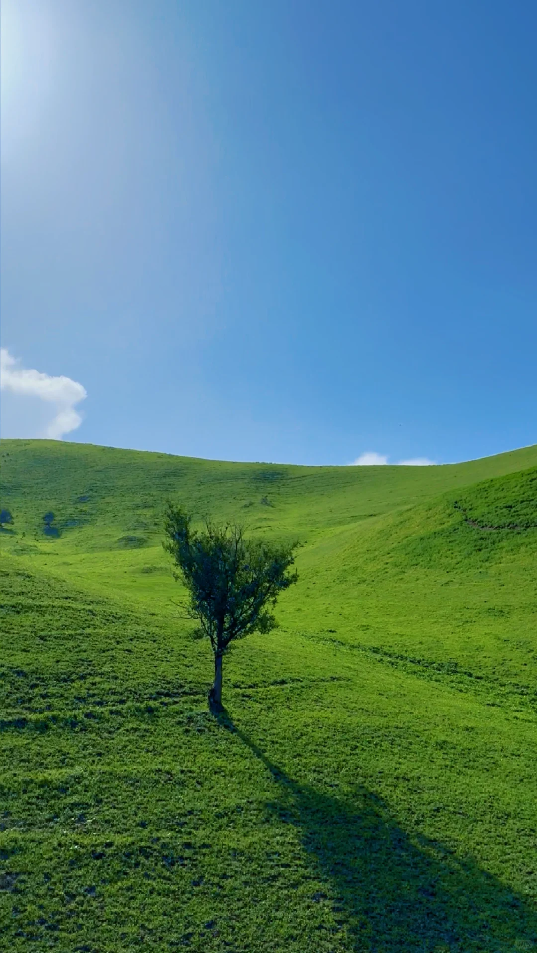 大草原的画作🎨🖌️🍃