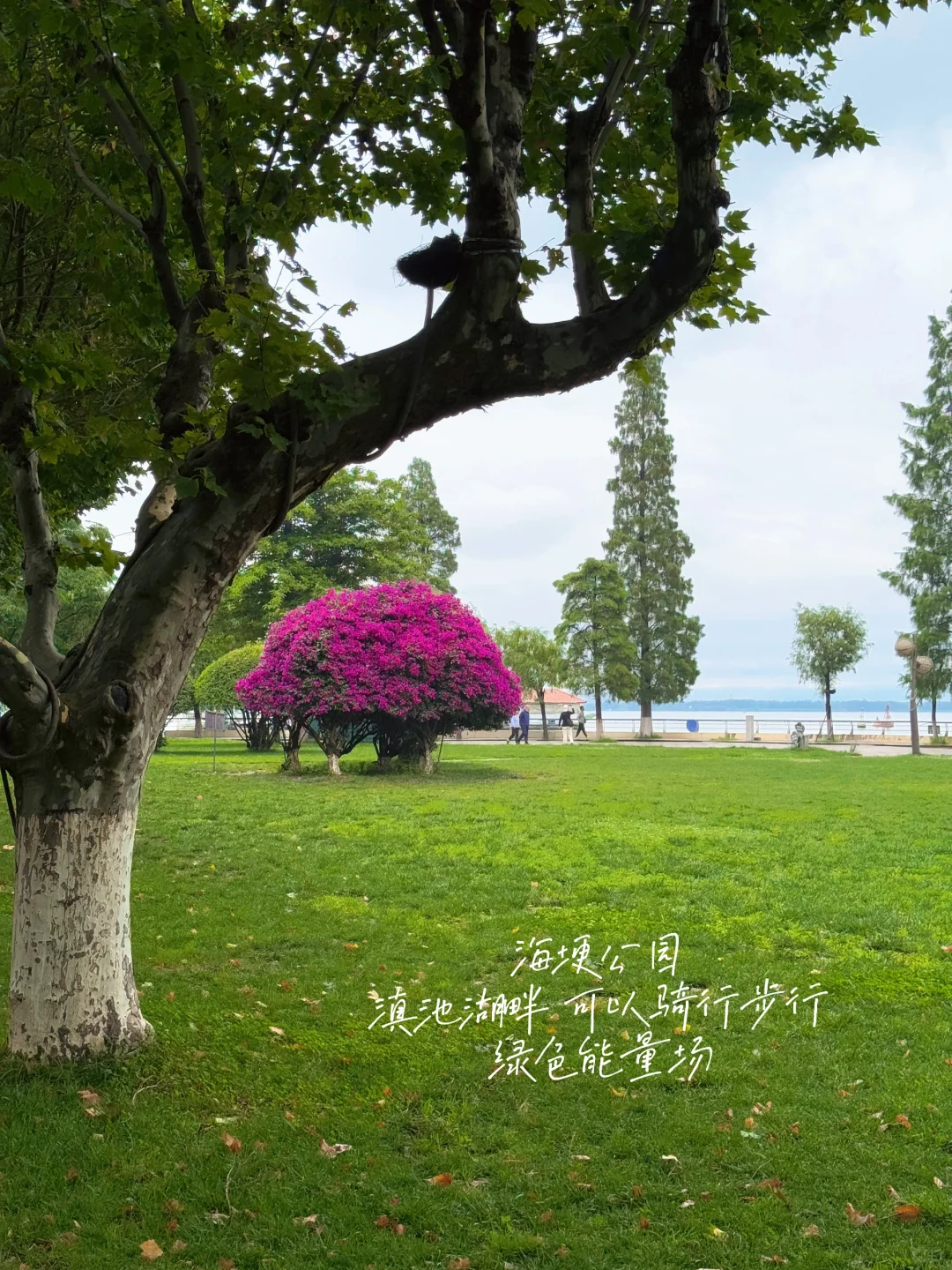 雨季滇池这么玩❗️不错过任何精彩 还不累❗️
