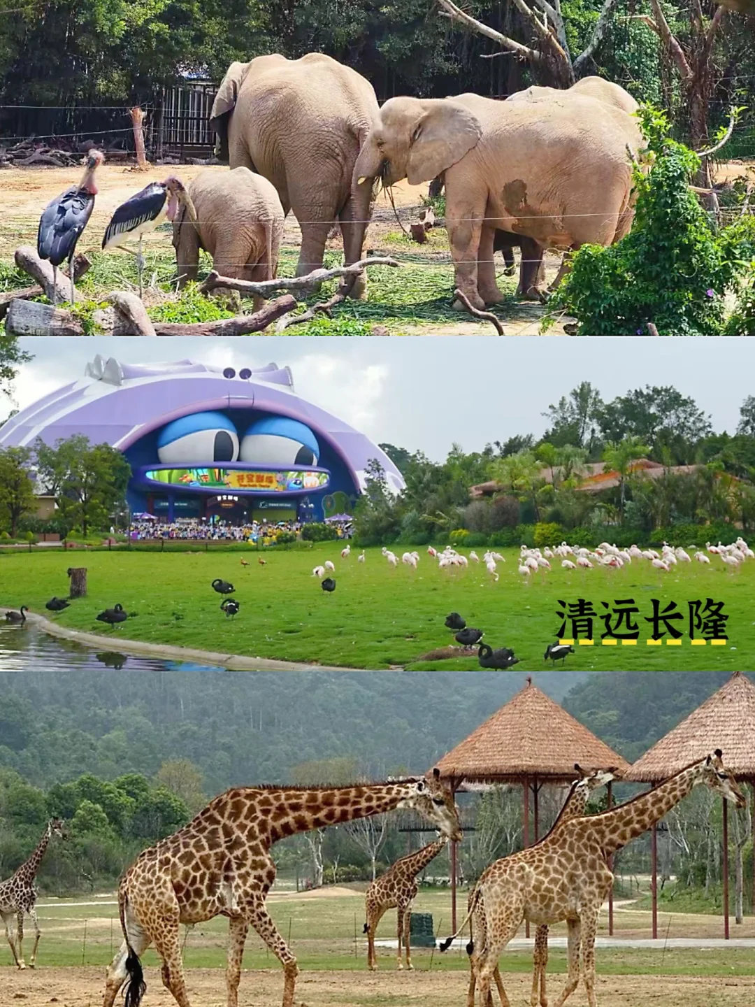 6🈷️清远已回，能劝一个是一个……