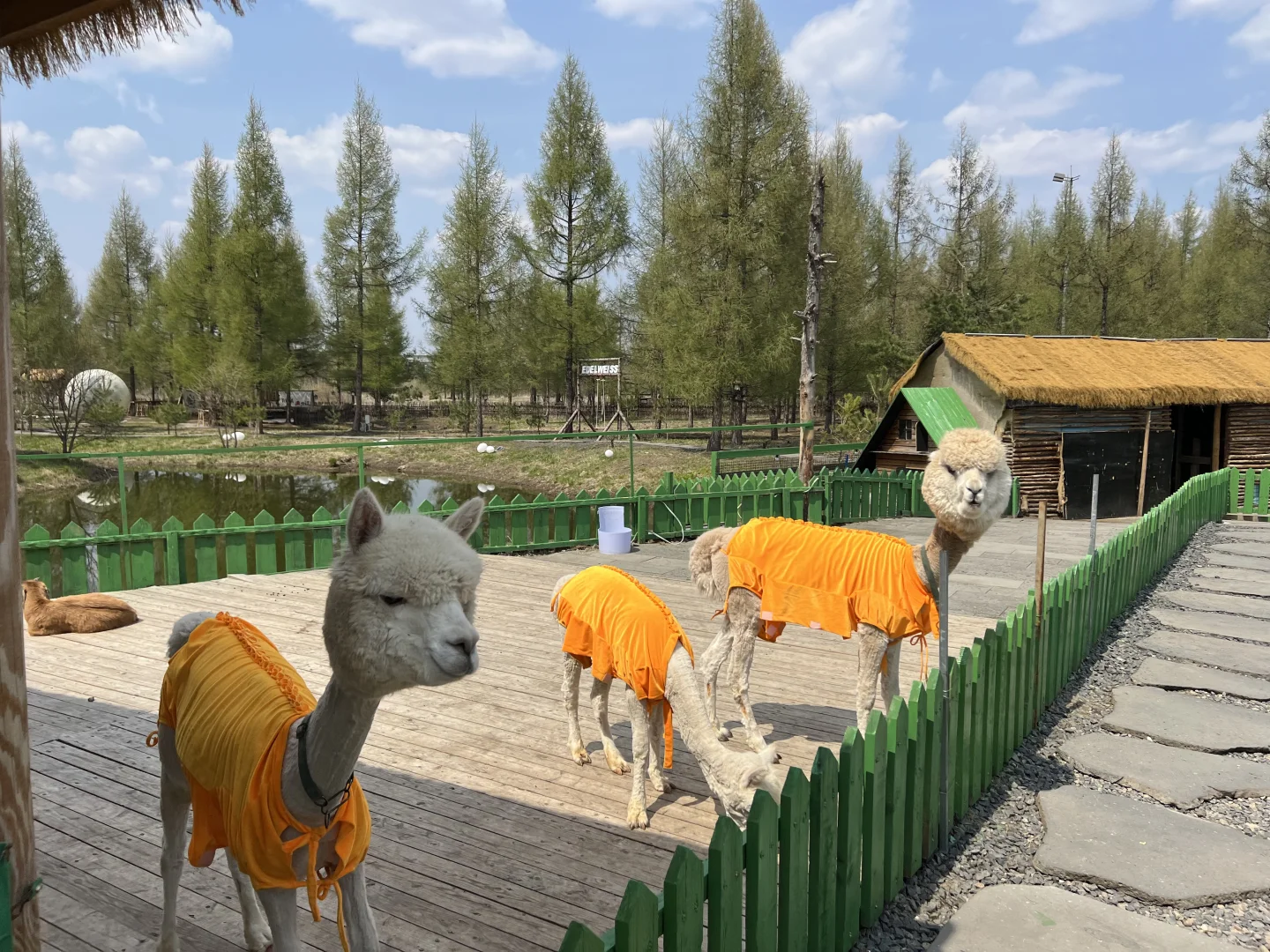 长白山北坡二道白河6月份旅游怎么玩攻略