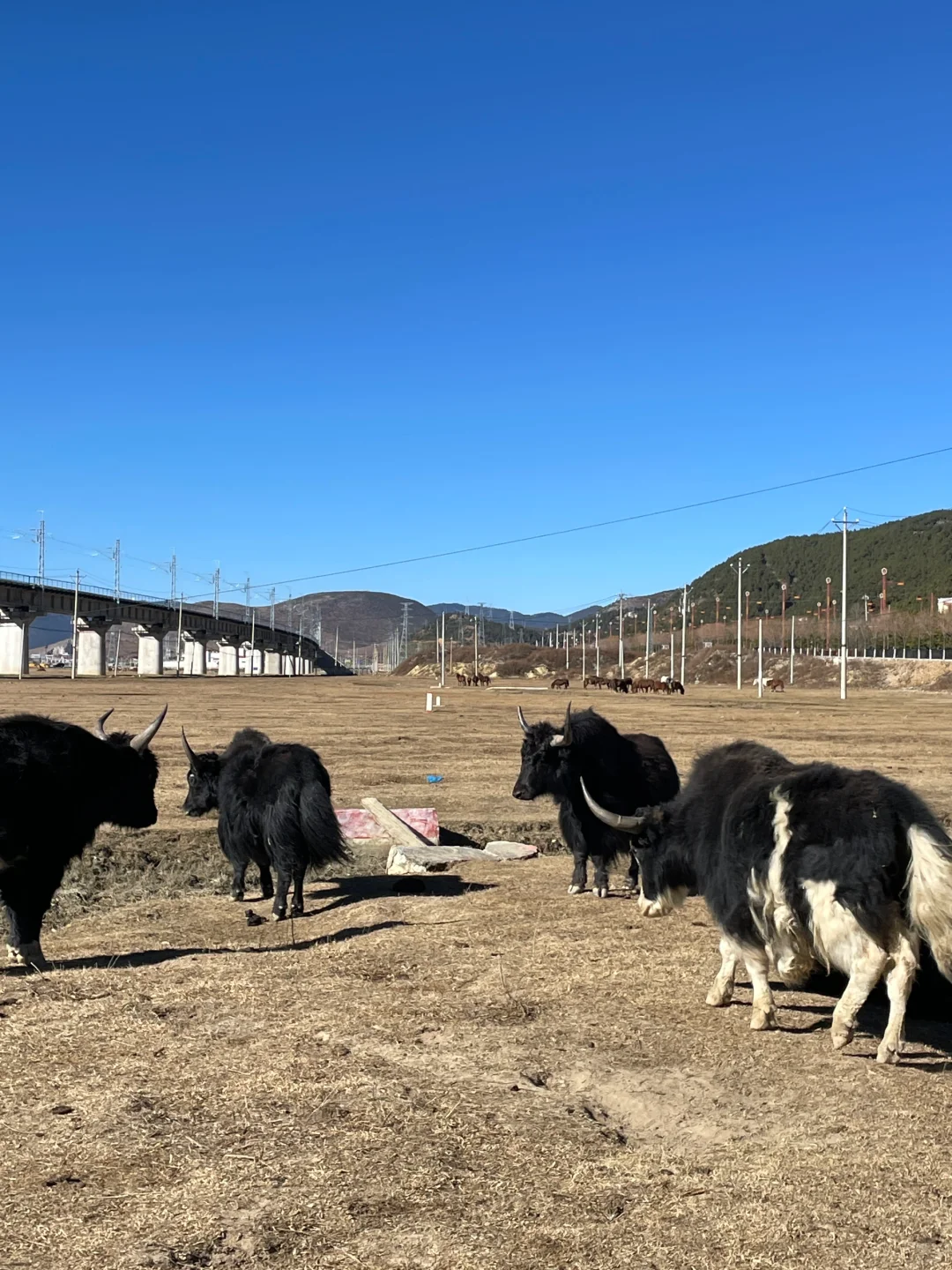 香格里拉漫游录:雪域秘境的呼吸与步履