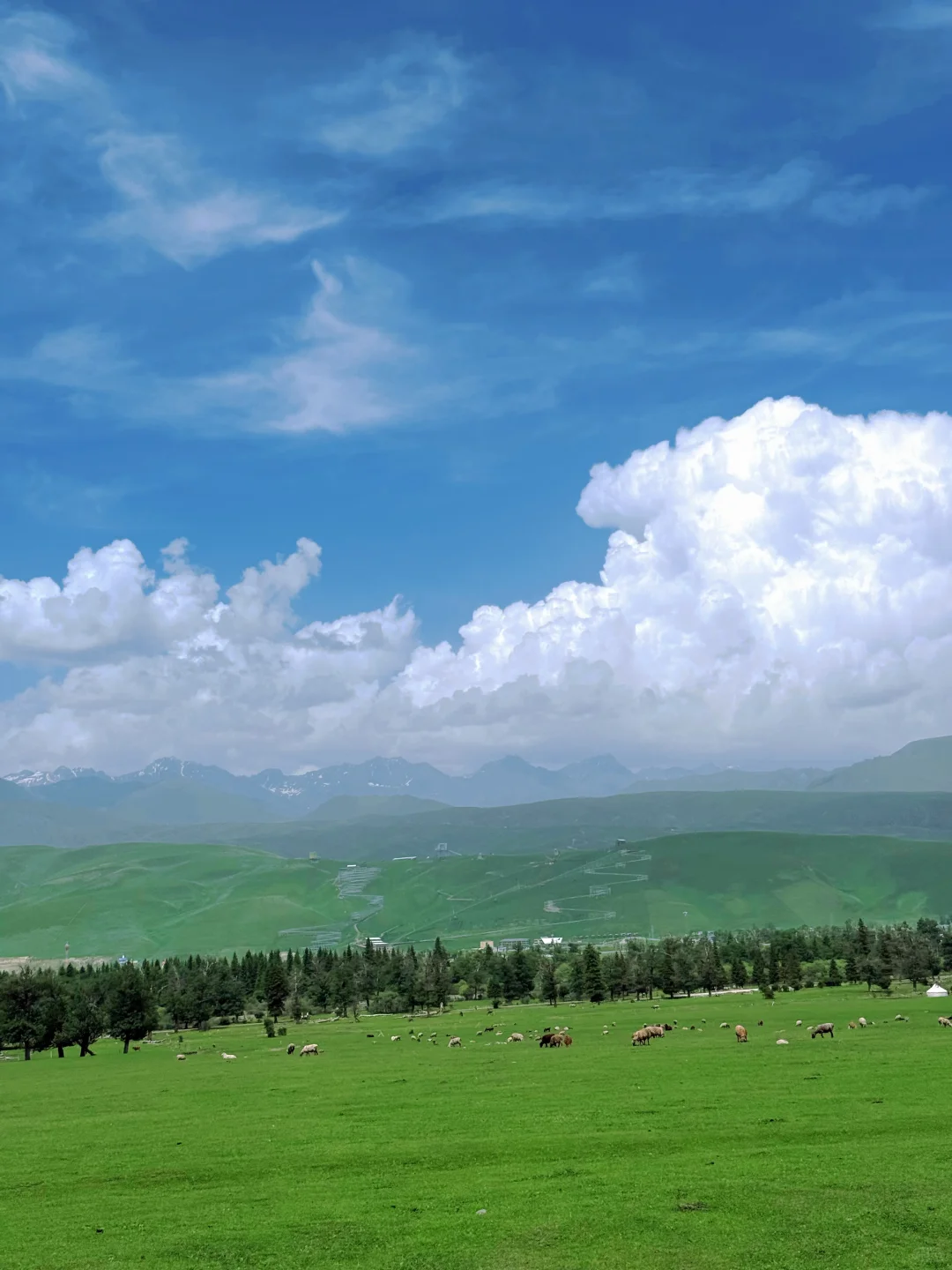 大草原的画作🎨🖌️🍃