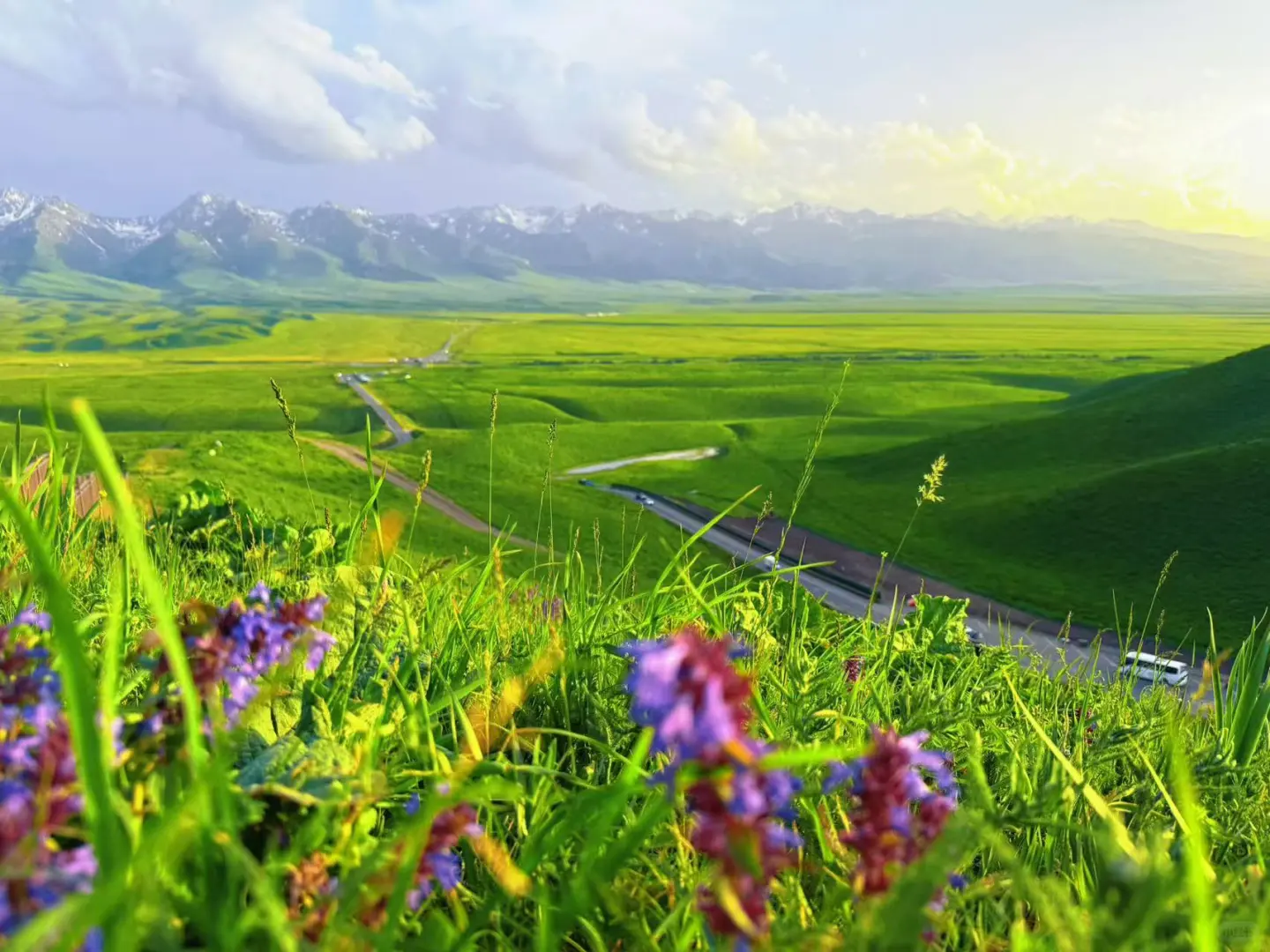 大草原的画作🎨🖌️🍃