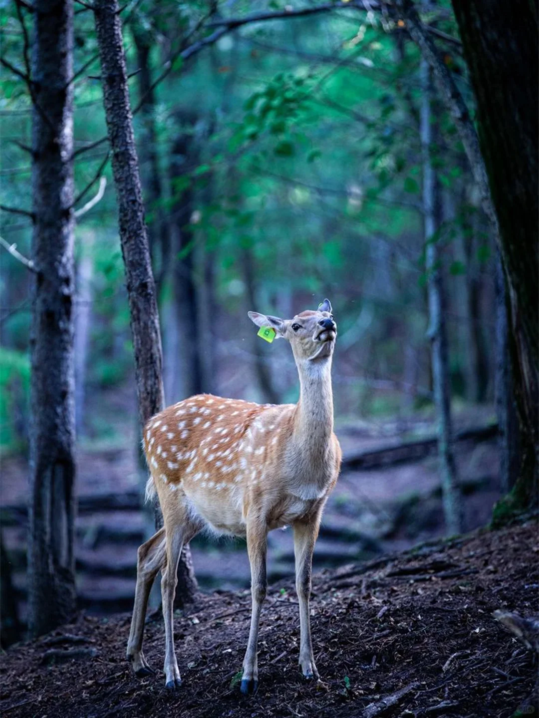 你敢信？国内8大避暑圣地让你冷到发抖！