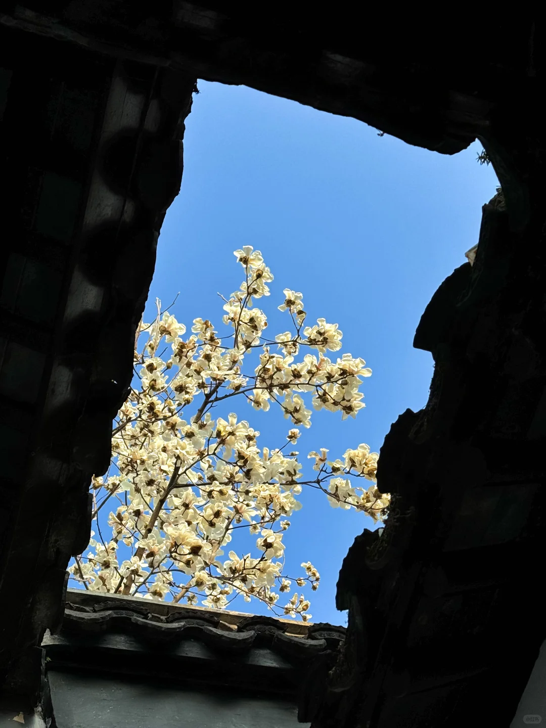 2024记忆存档｜我的年度封神live瞬间🎞️