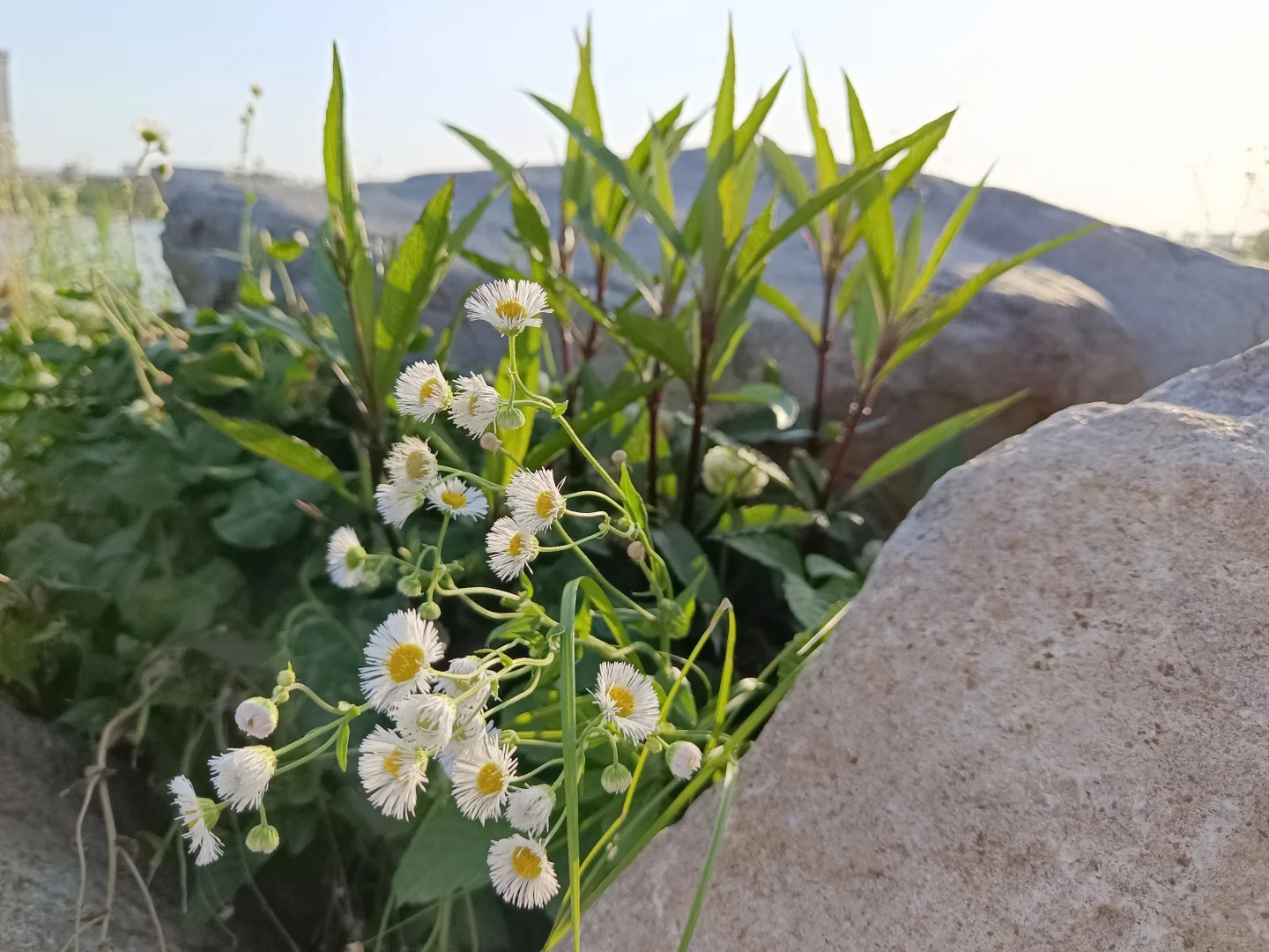 江边公园，好天气散散步吹吹风很治愈