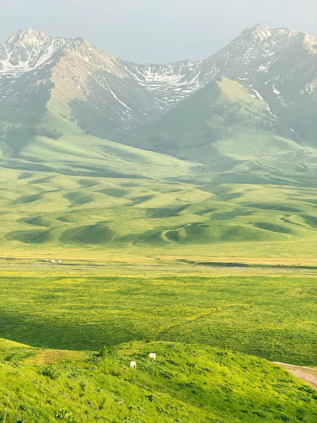 大草原的画作🎨🖌️🍃