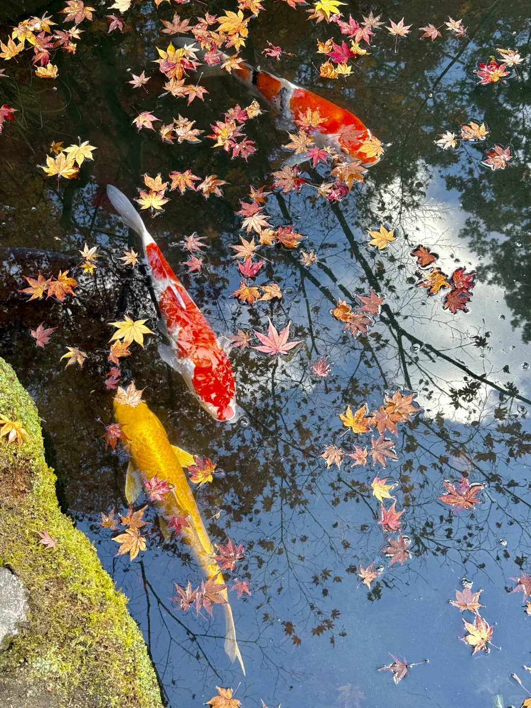 2024记忆存档｜我的年度封神live瞬间🎞️