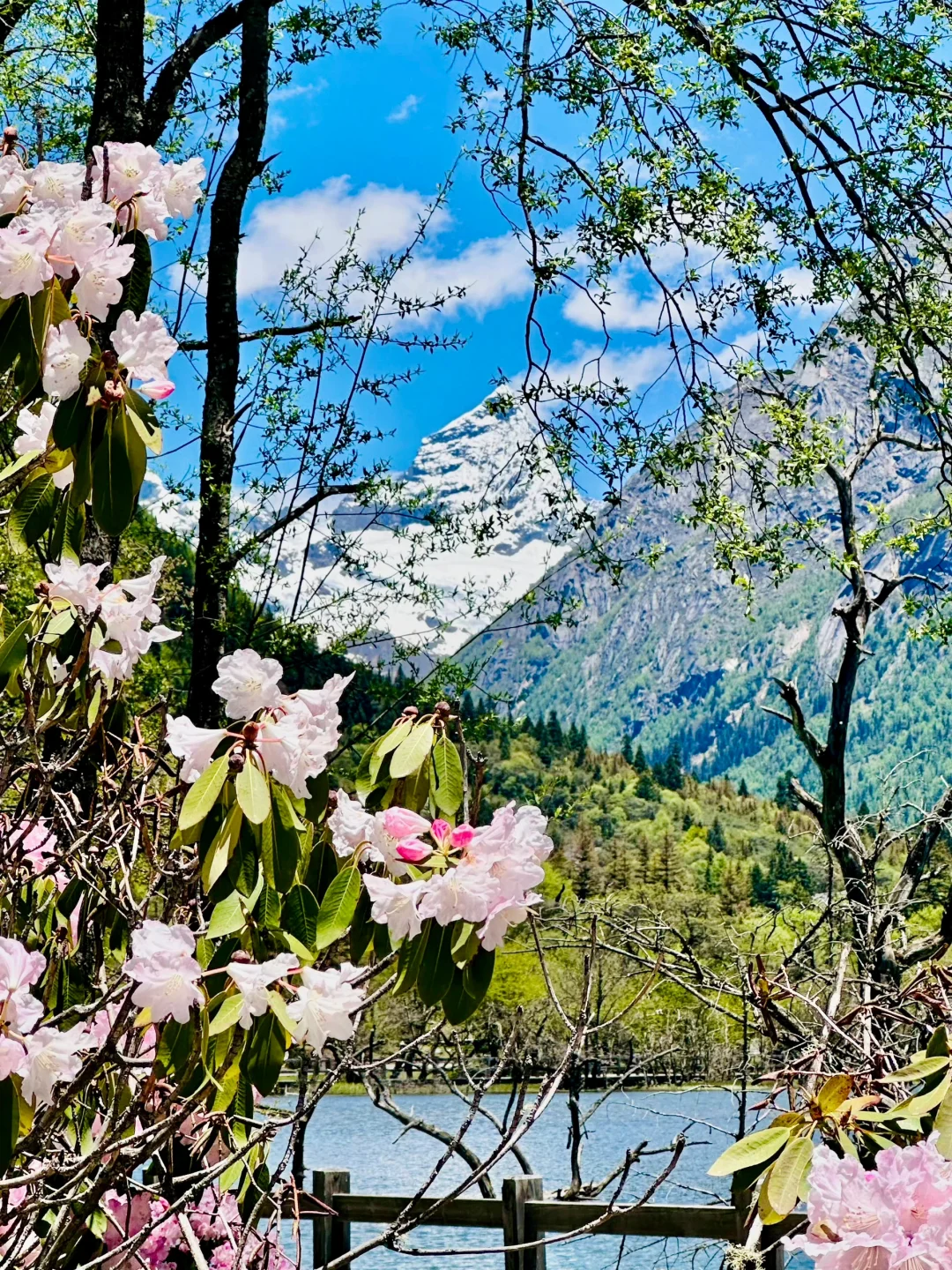 6.6📍川西已回，live实况直出，劝退不了