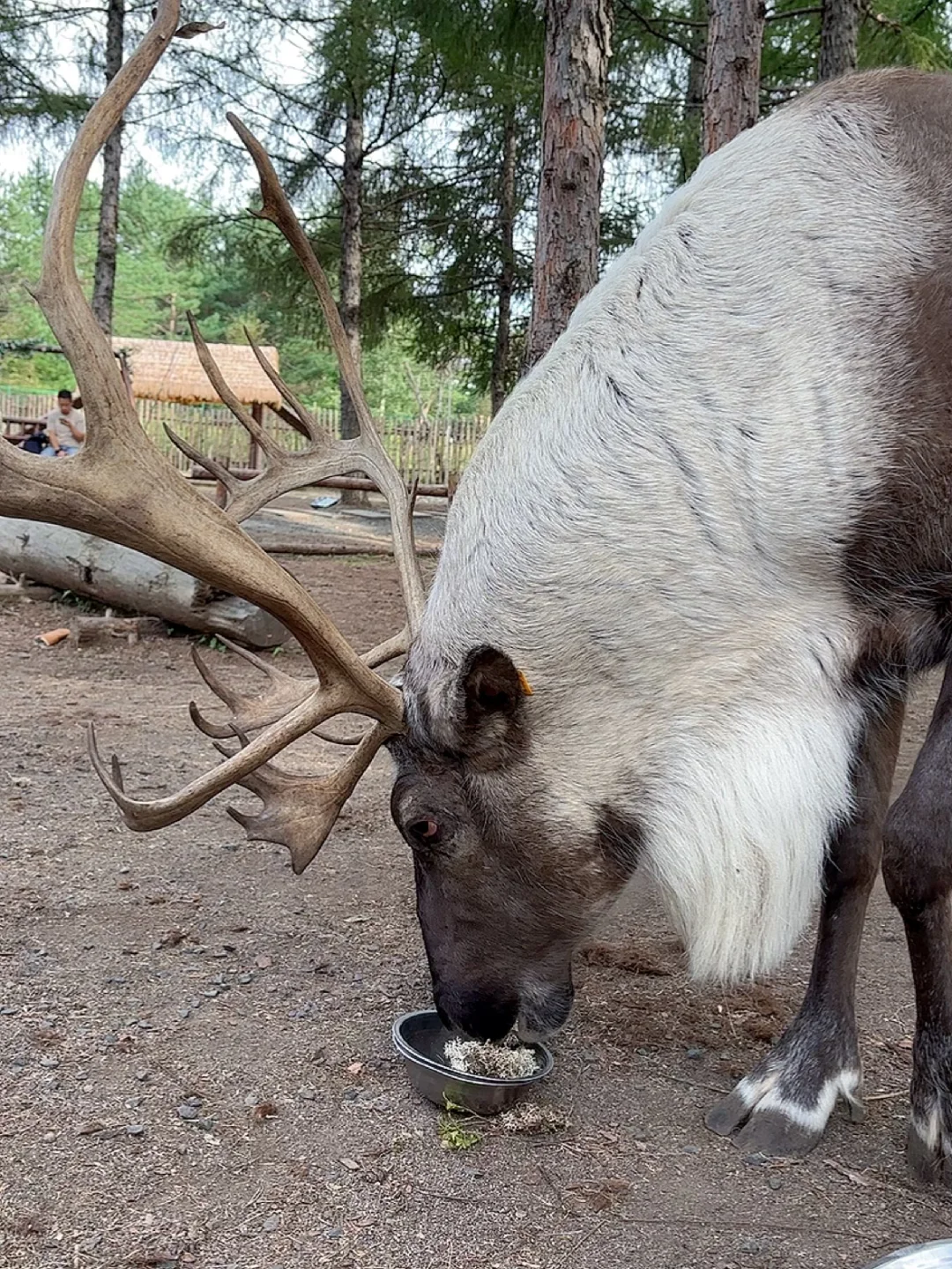 长白山北坡二道白河6月份旅游怎么玩攻略