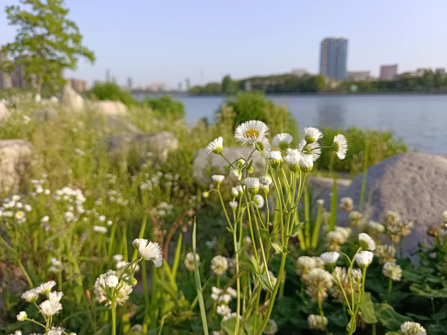 江边公园，好天气散散步吹吹风很治愈