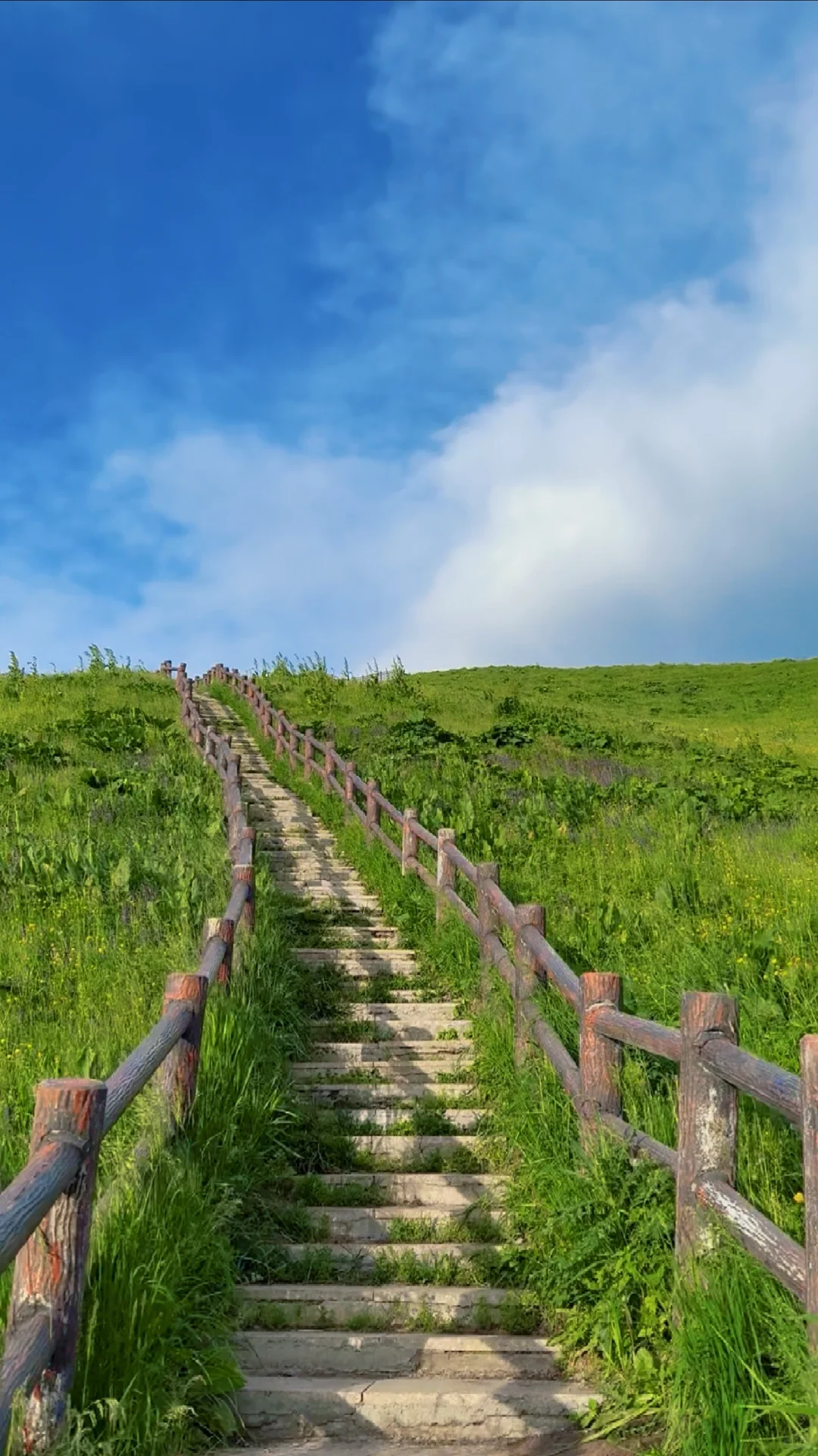 大草原的画作🎨🖌️🍃