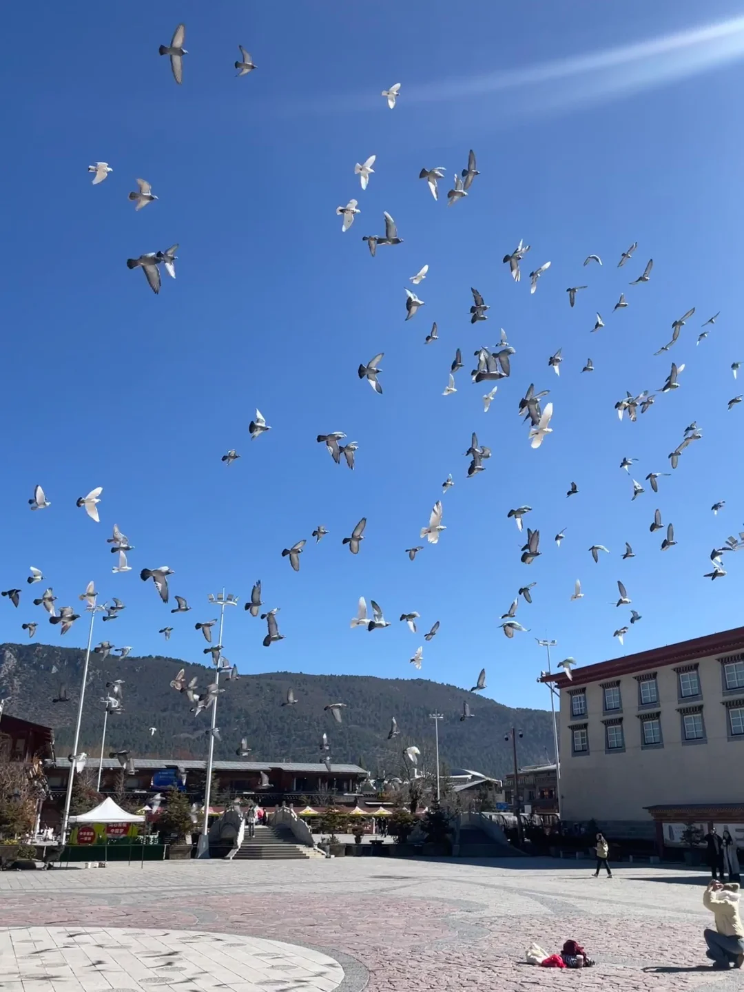 香格里拉漫游录:雪域秘境的呼吸与步履