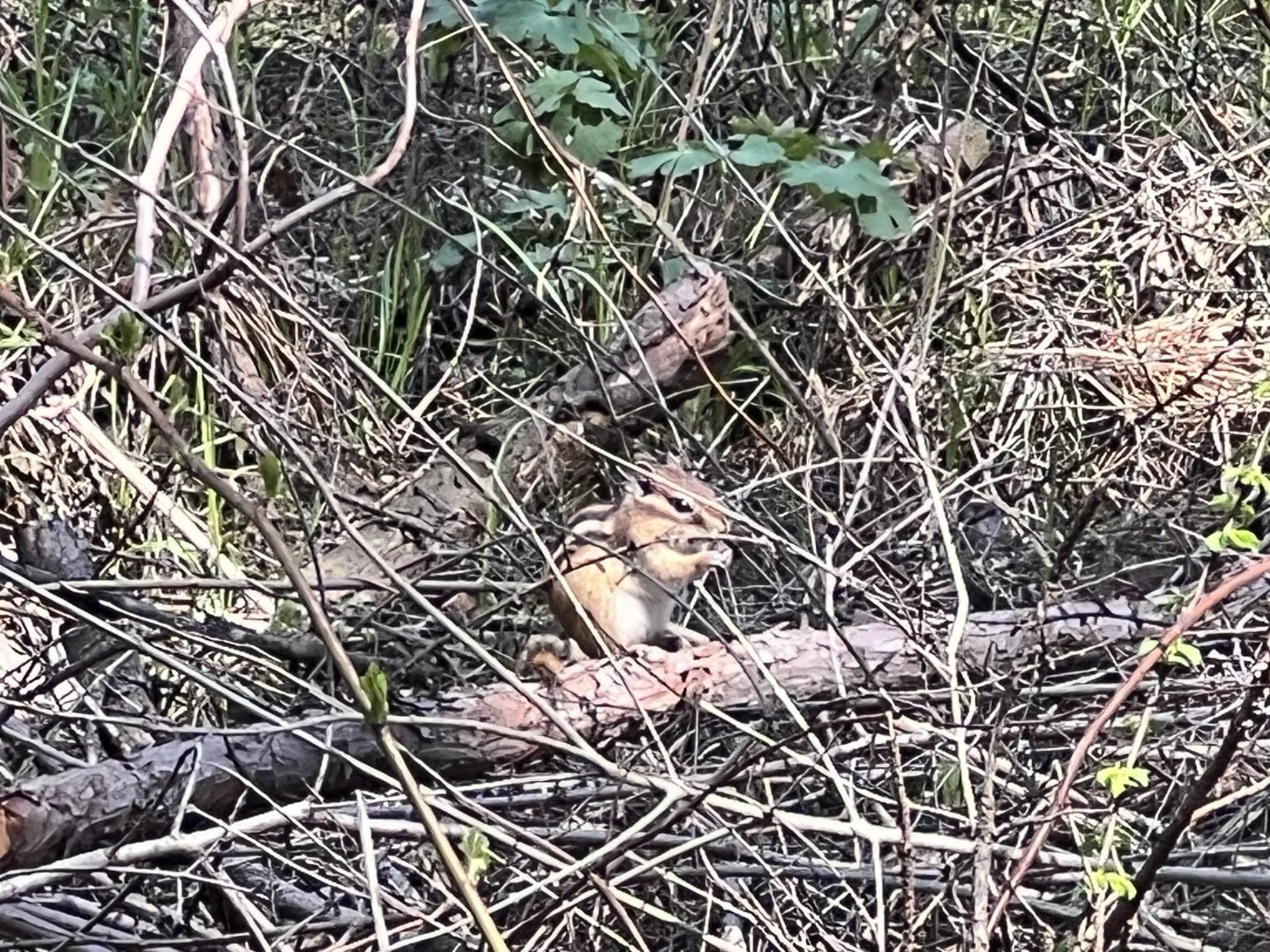 长白山北坡二道白河6月份旅游怎么玩攻略