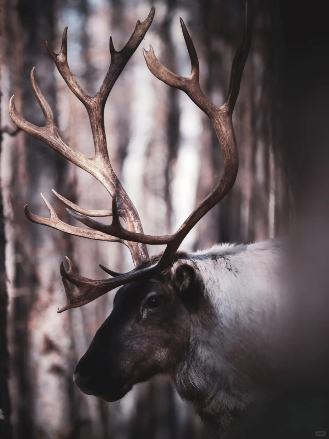 东方小瑞士,秘境大兴安岭