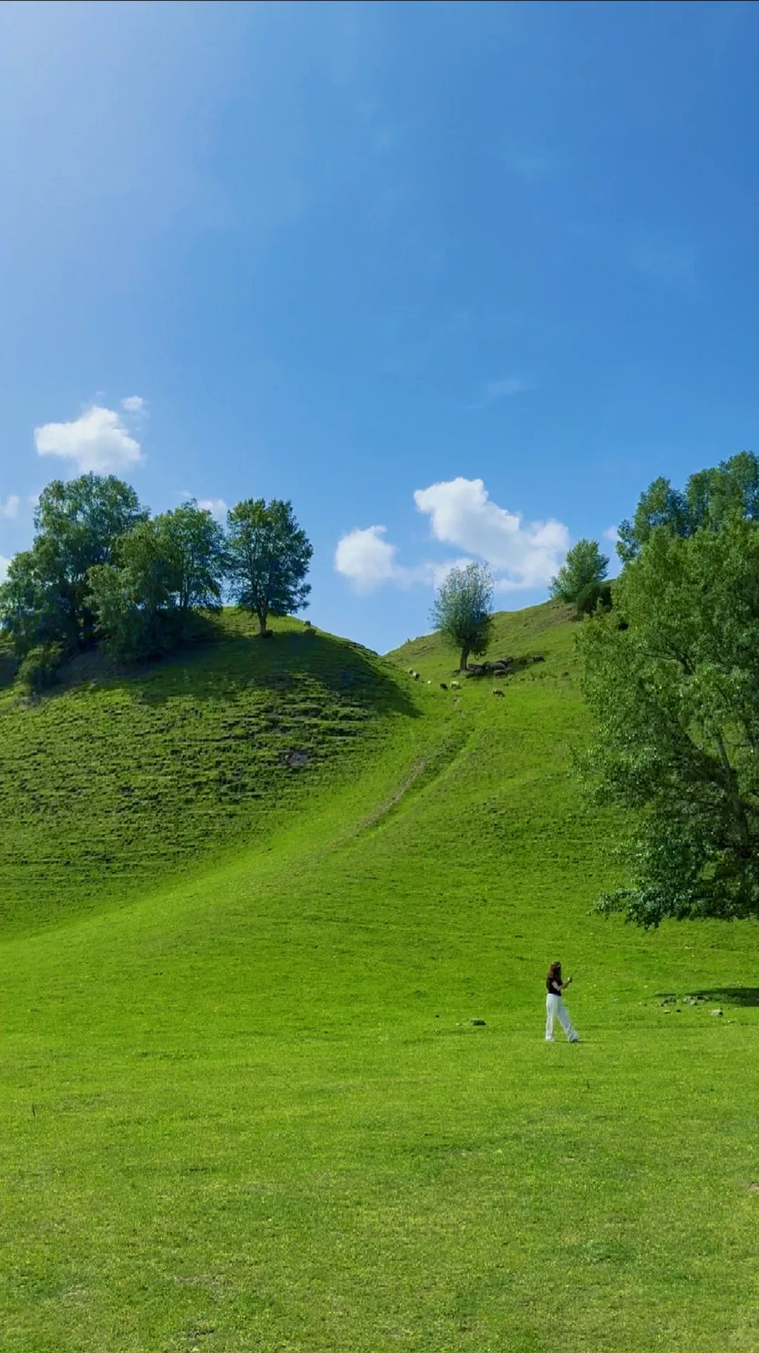 大草原的画作🎨🖌️🍃