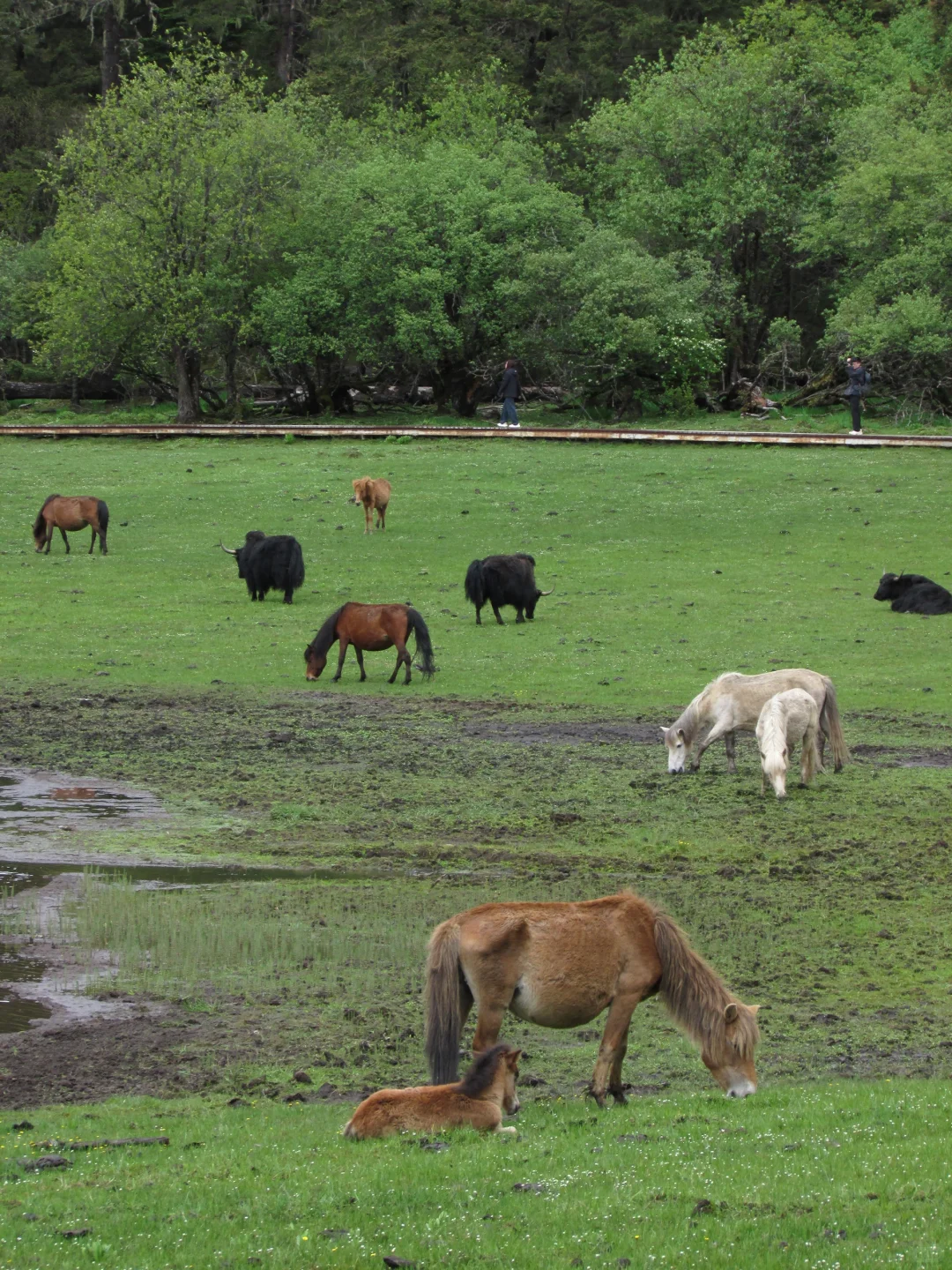 普达措｜轻松美丽，国家公园就是我的信仰