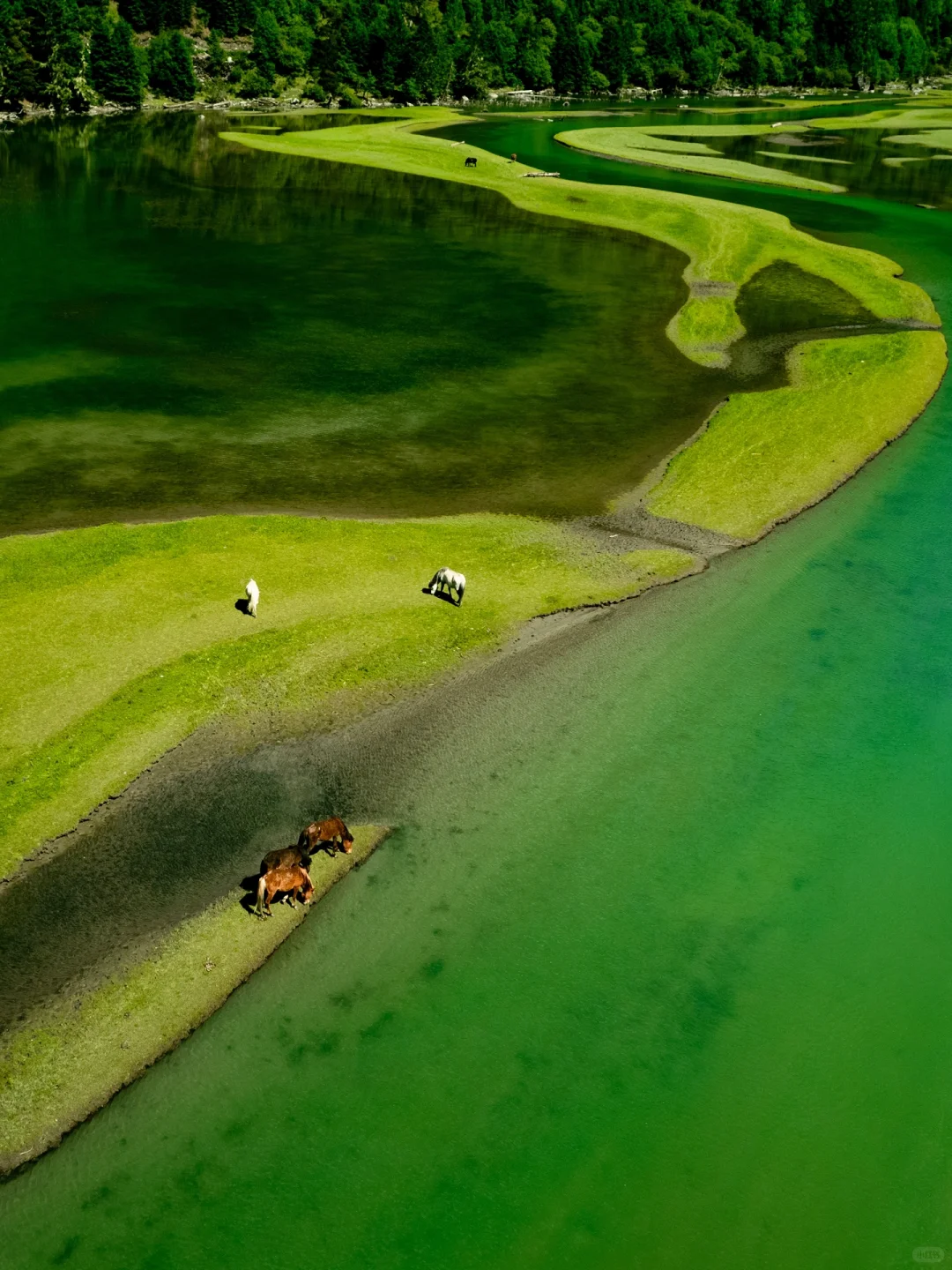 以为九寨沟够美了“直到来了这个小众🌙秘境”